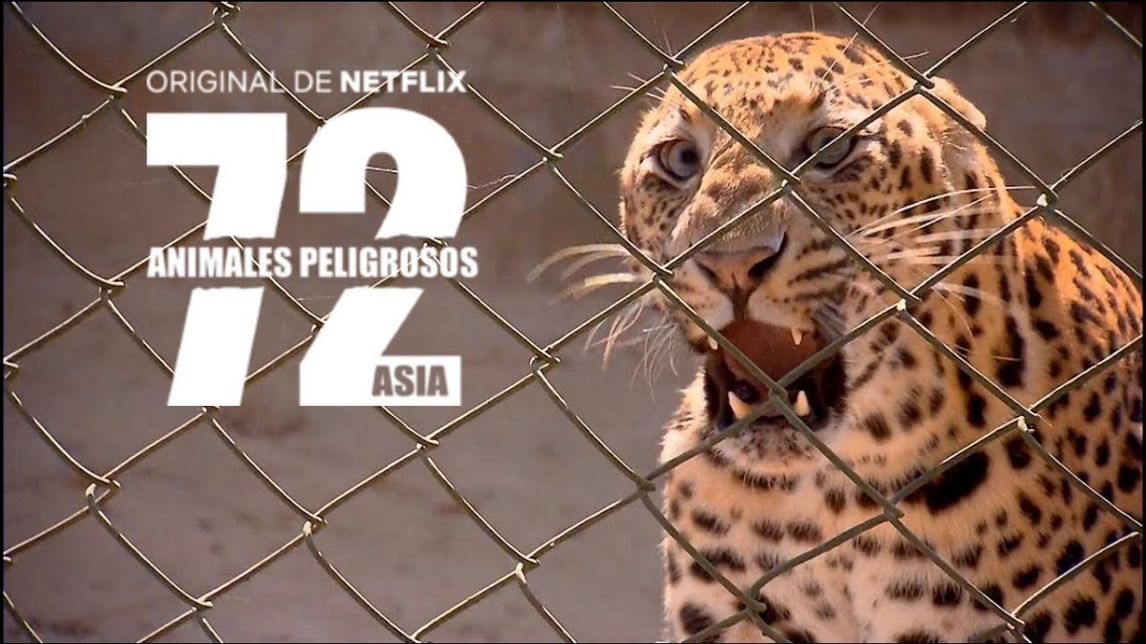 72 Dangerous Animals: Asia Background