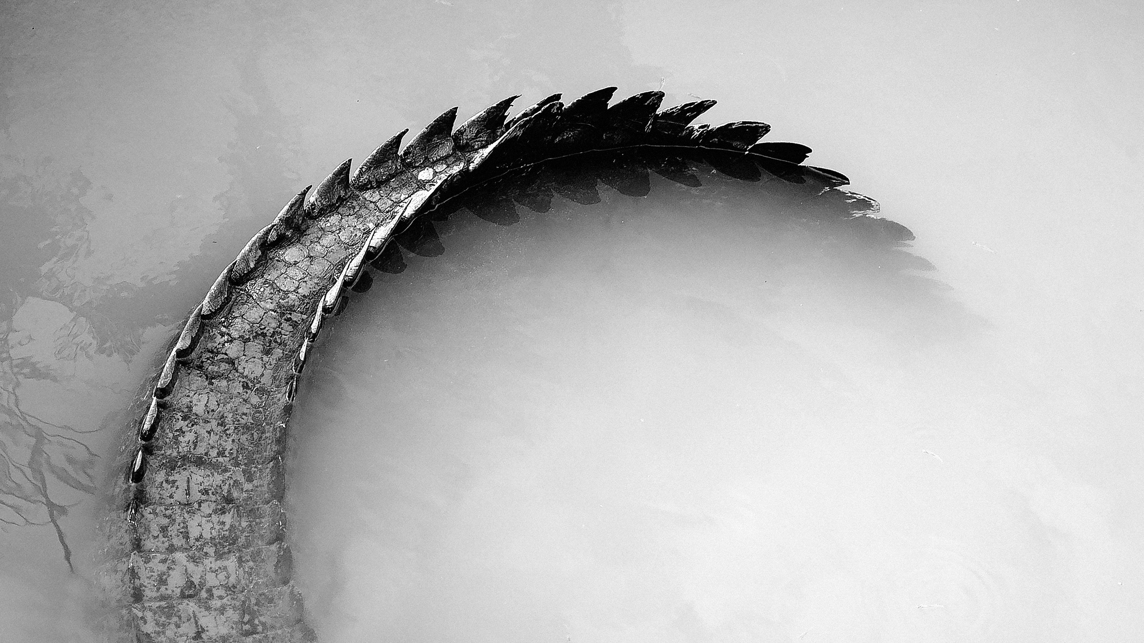 Gator Boys Background