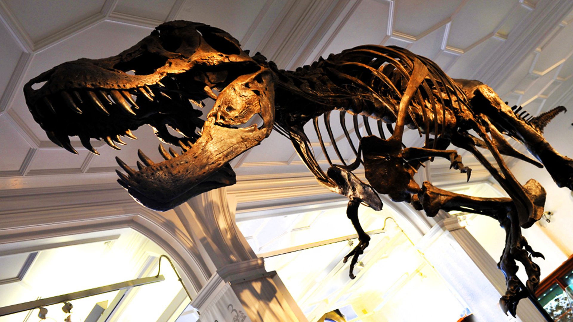 How to Build a Dinosaur Background