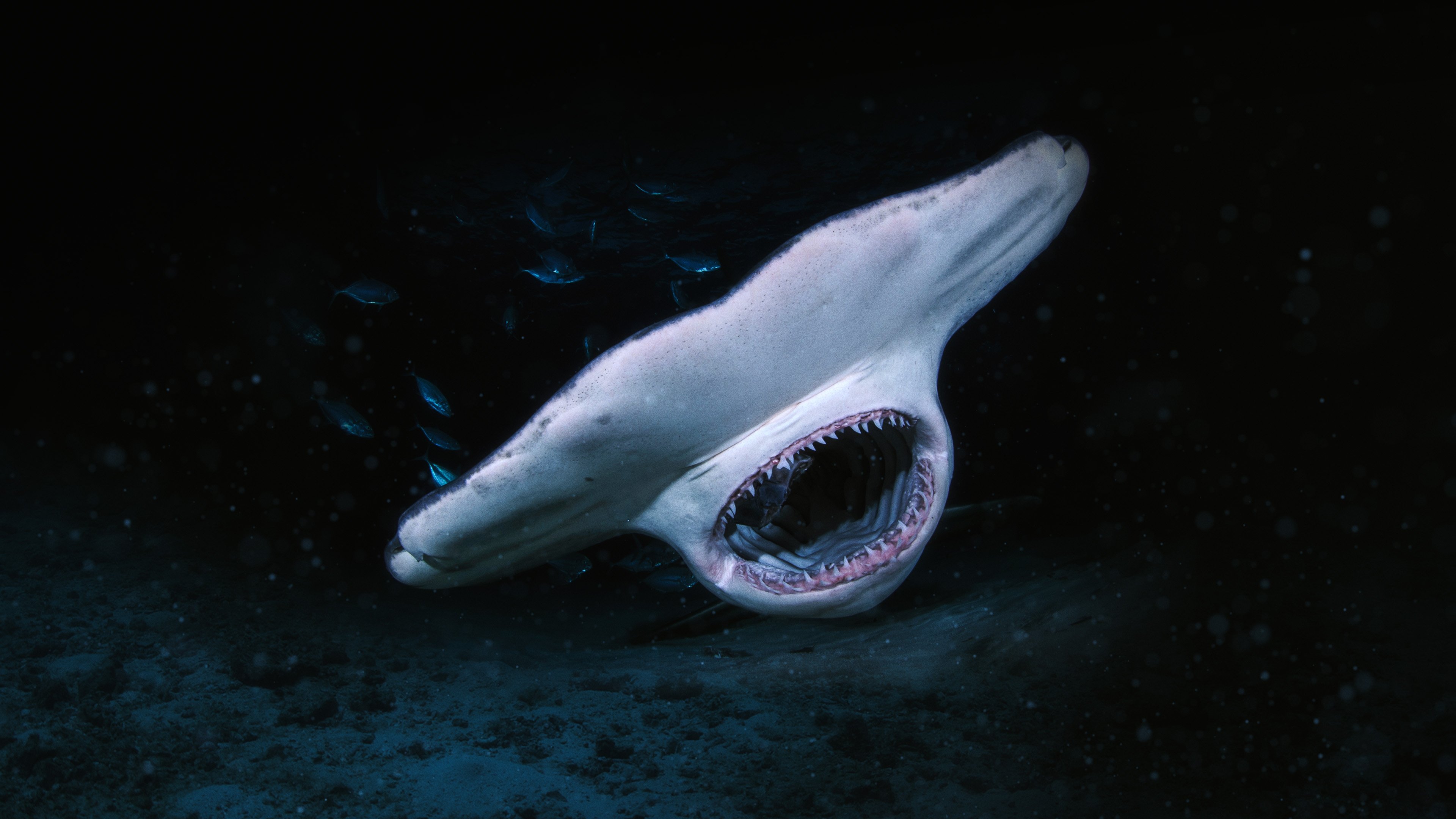 When Sharks Attack... and Why Background