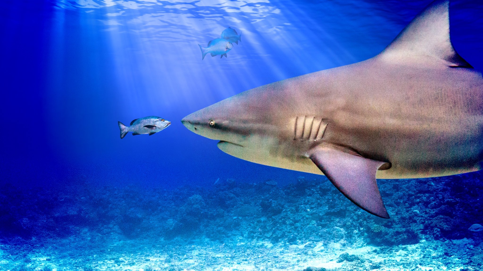 World's Biggest Bull Shark? Background