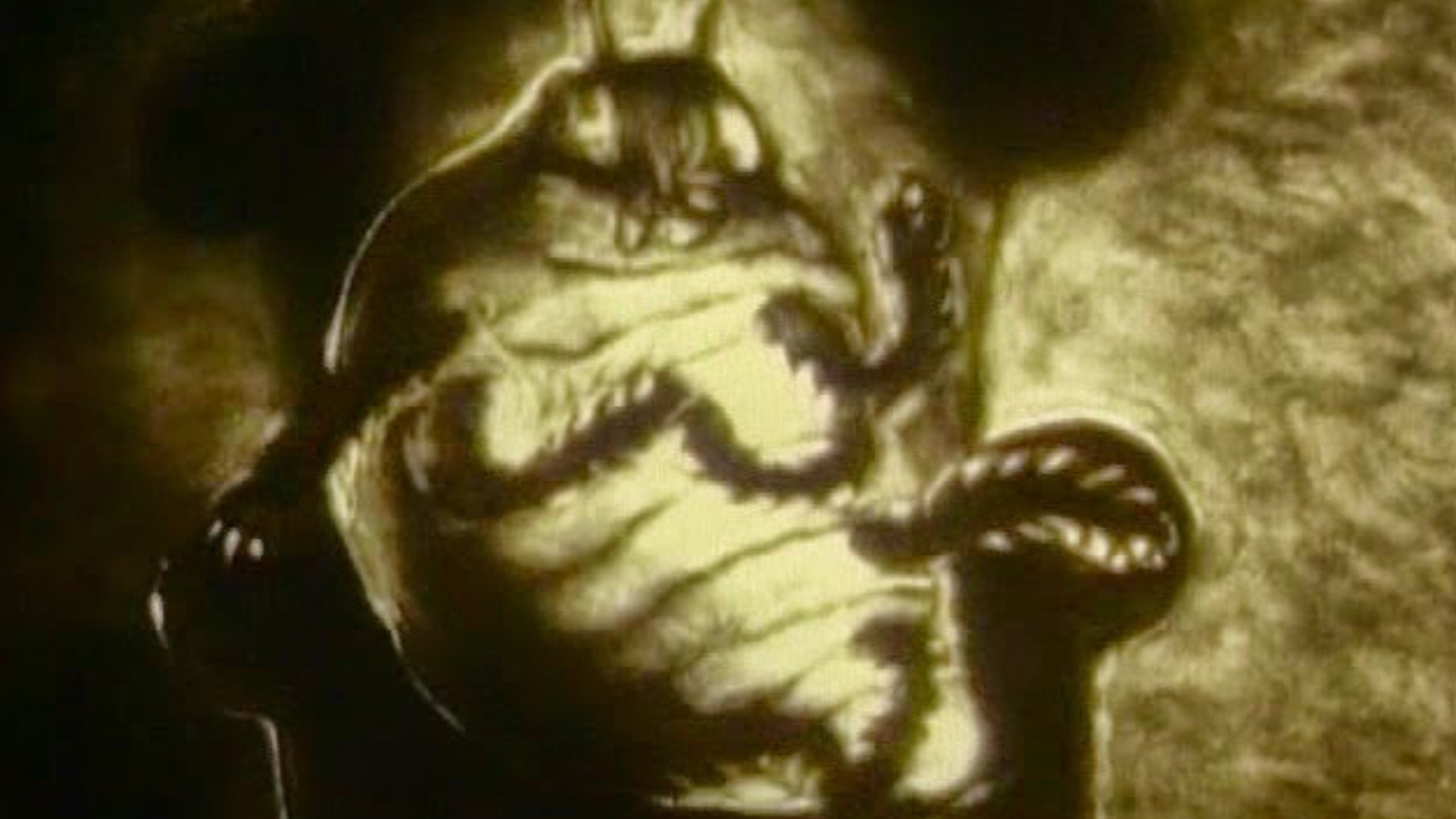 The Metamorphosis of Mr. Samsa Background