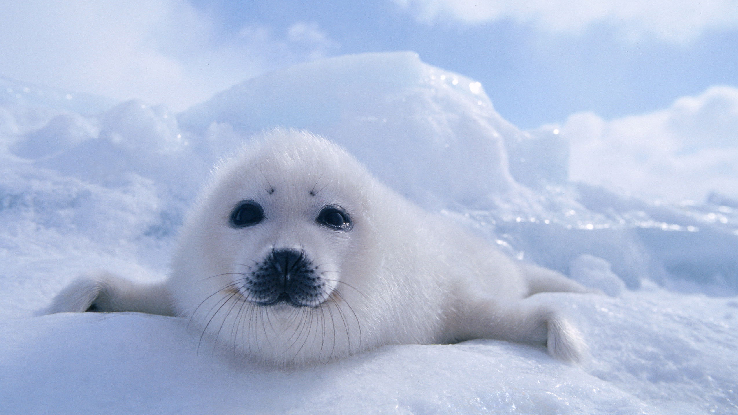 Wildest Arctic Background