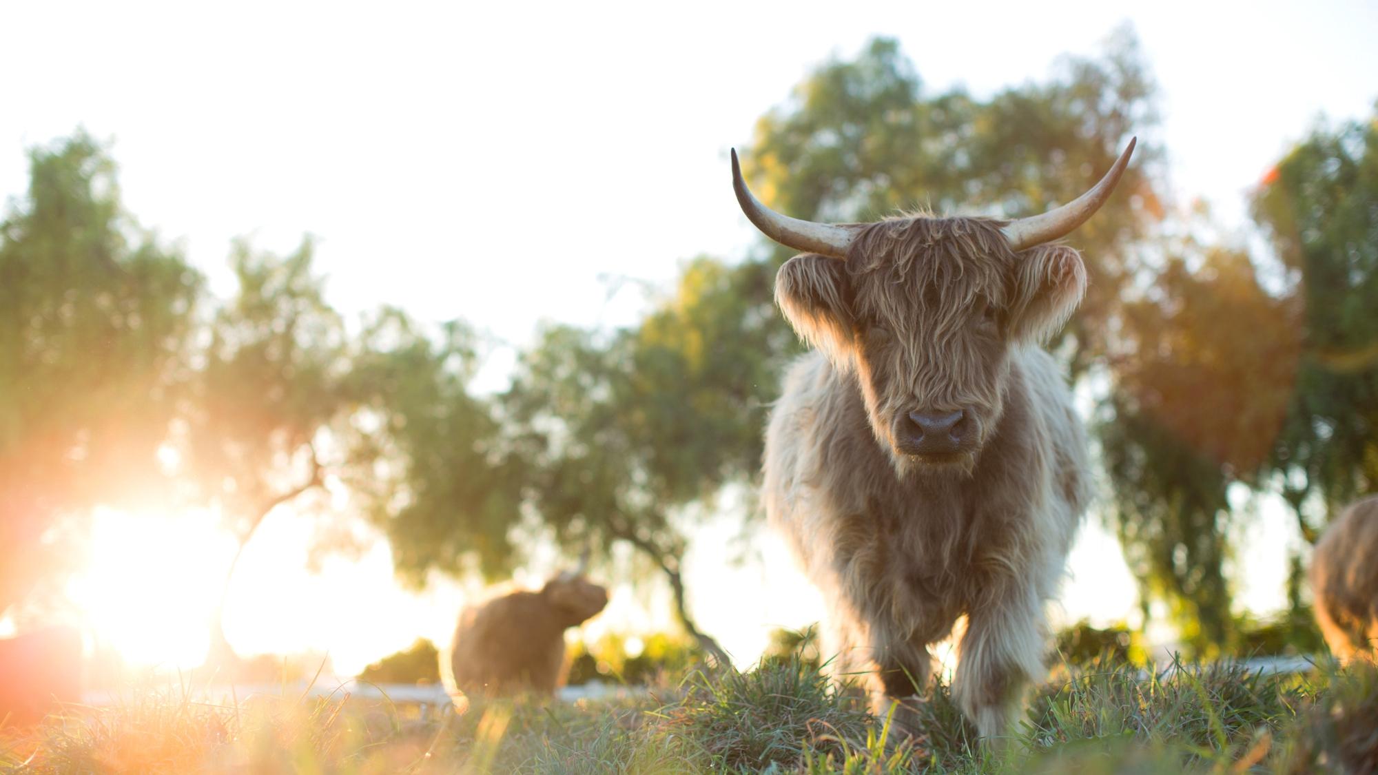 The Biggest Little Farm: The Return Background