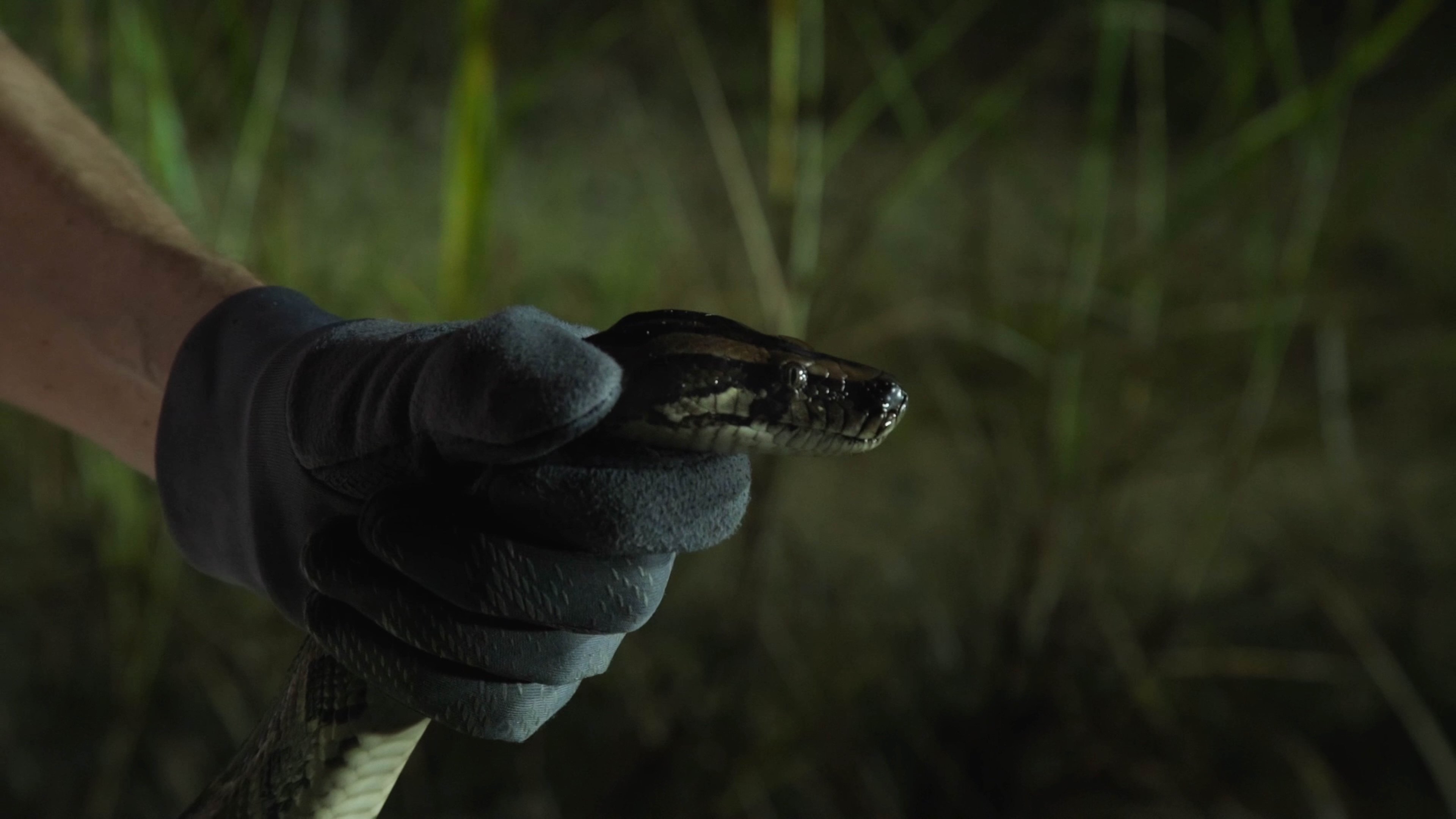 River of Grass Background