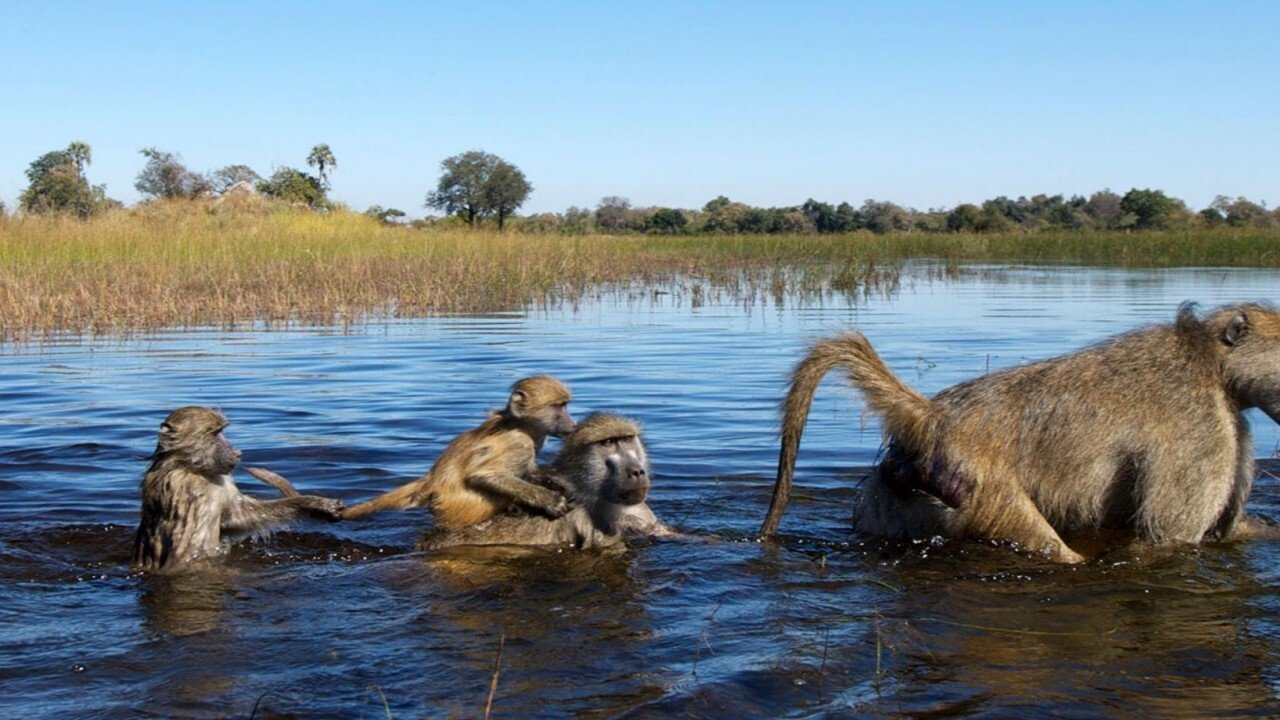 Démocraties animales Background