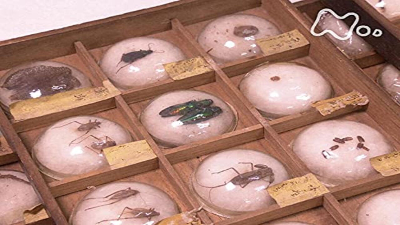 東大キャンパス・ミュージアム Background