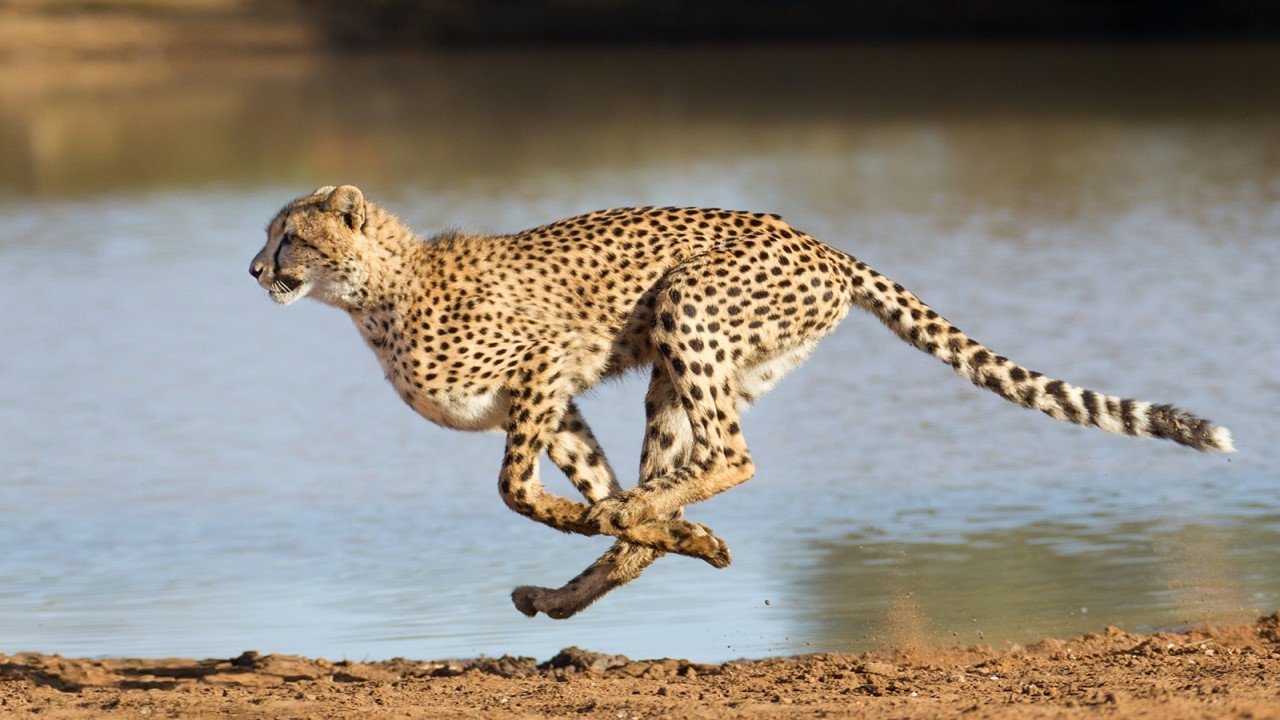 Le souffle du guépard Background