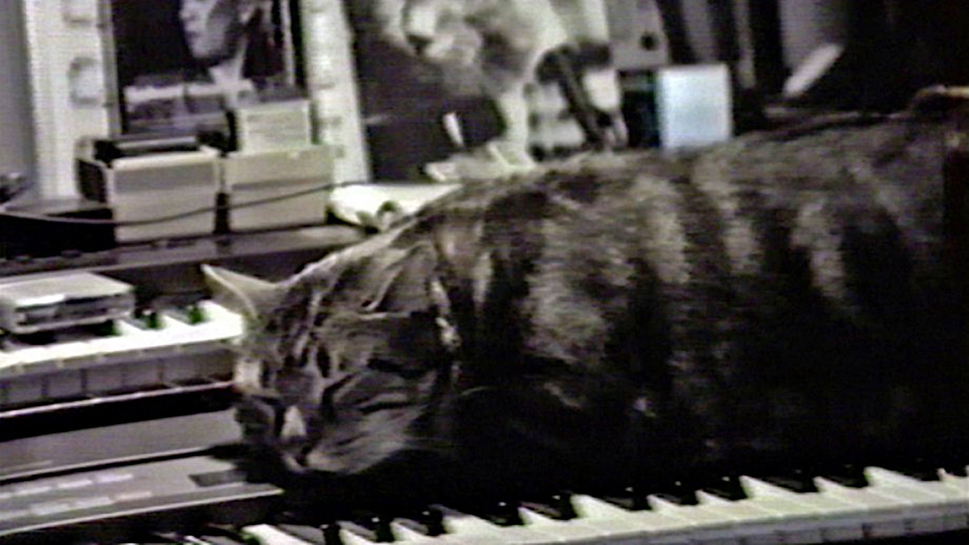 Cat Listening to Music Background