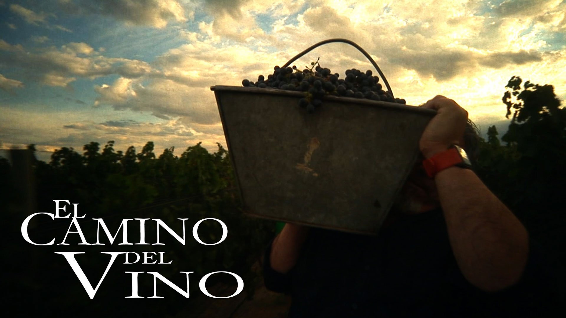 El camino del vino Background