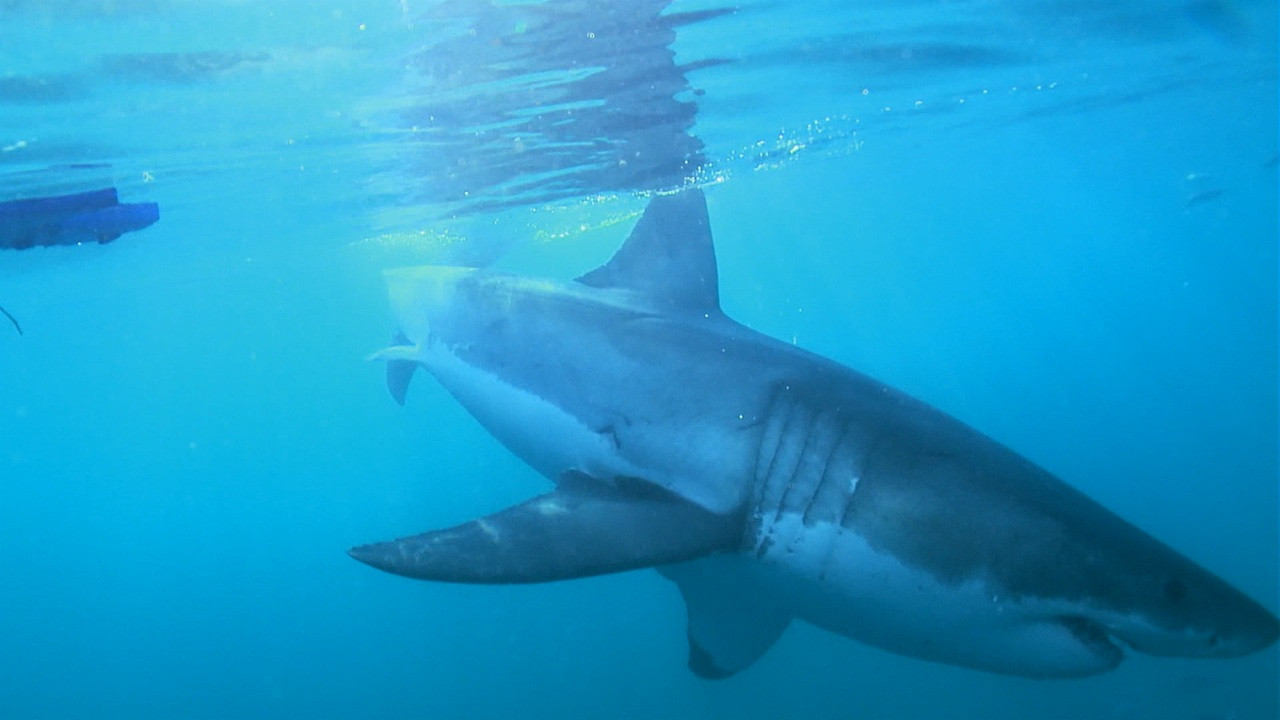 The Magic of the Big Blue. Seven Continents Background