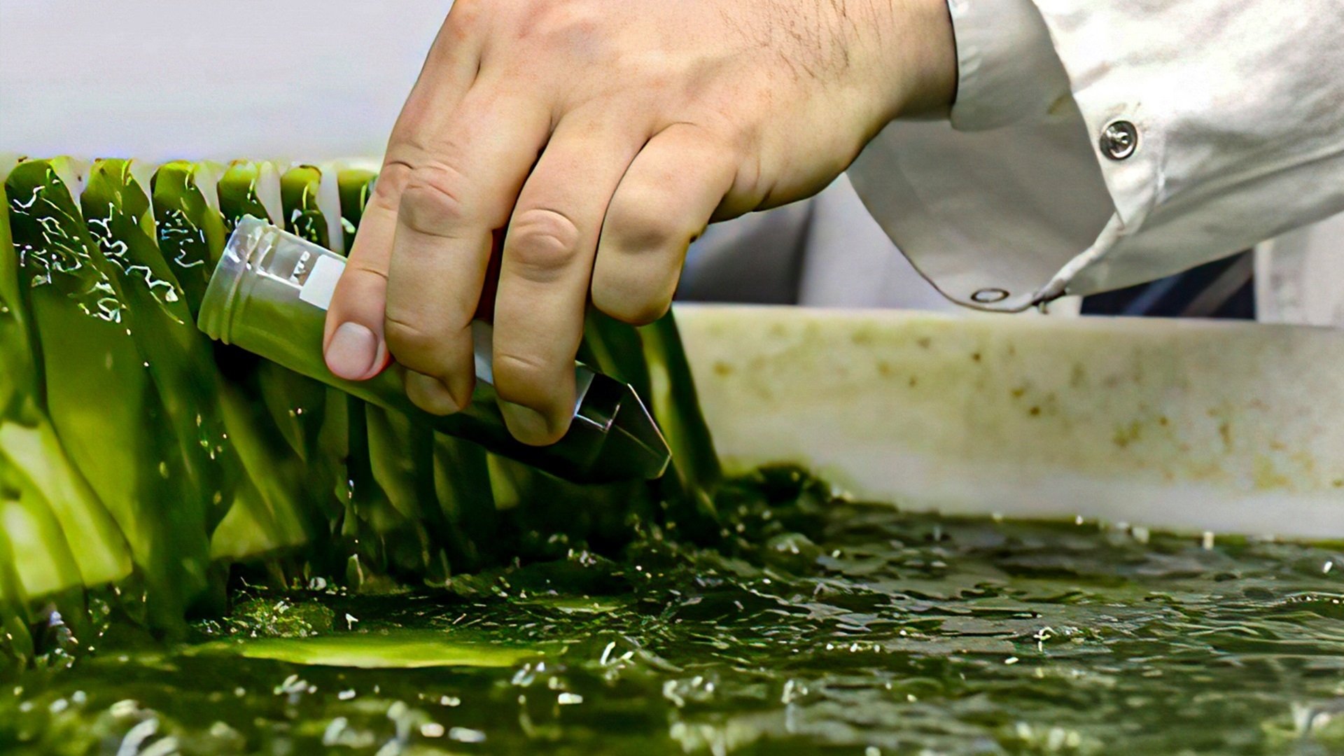 Algen: Ein unbekannter Rohstoff Background