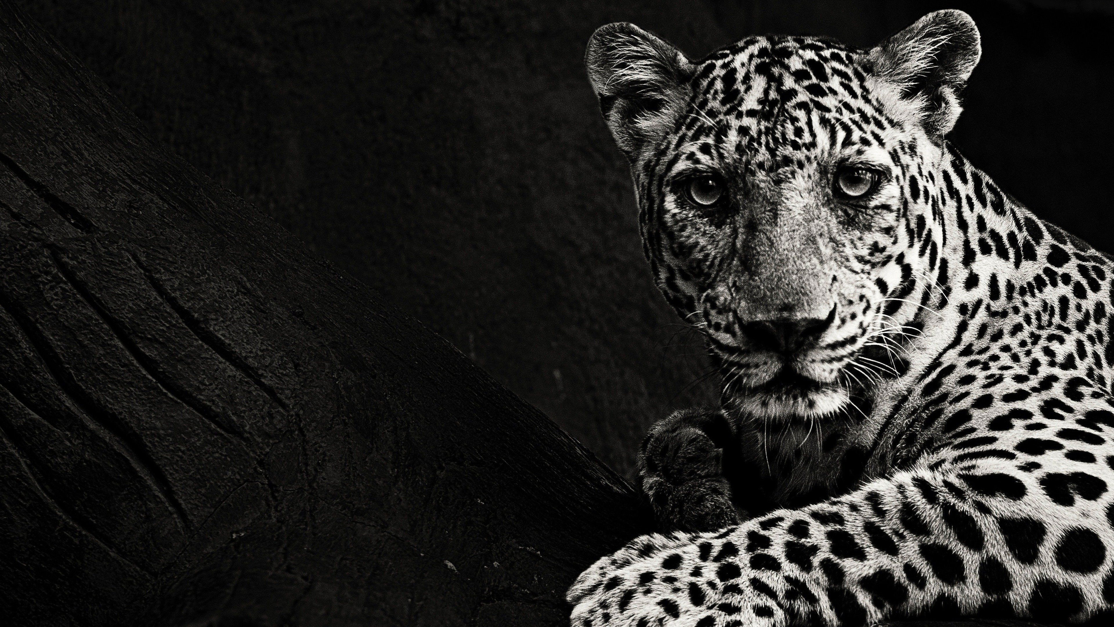 Hunt for the Shadow Cat Background