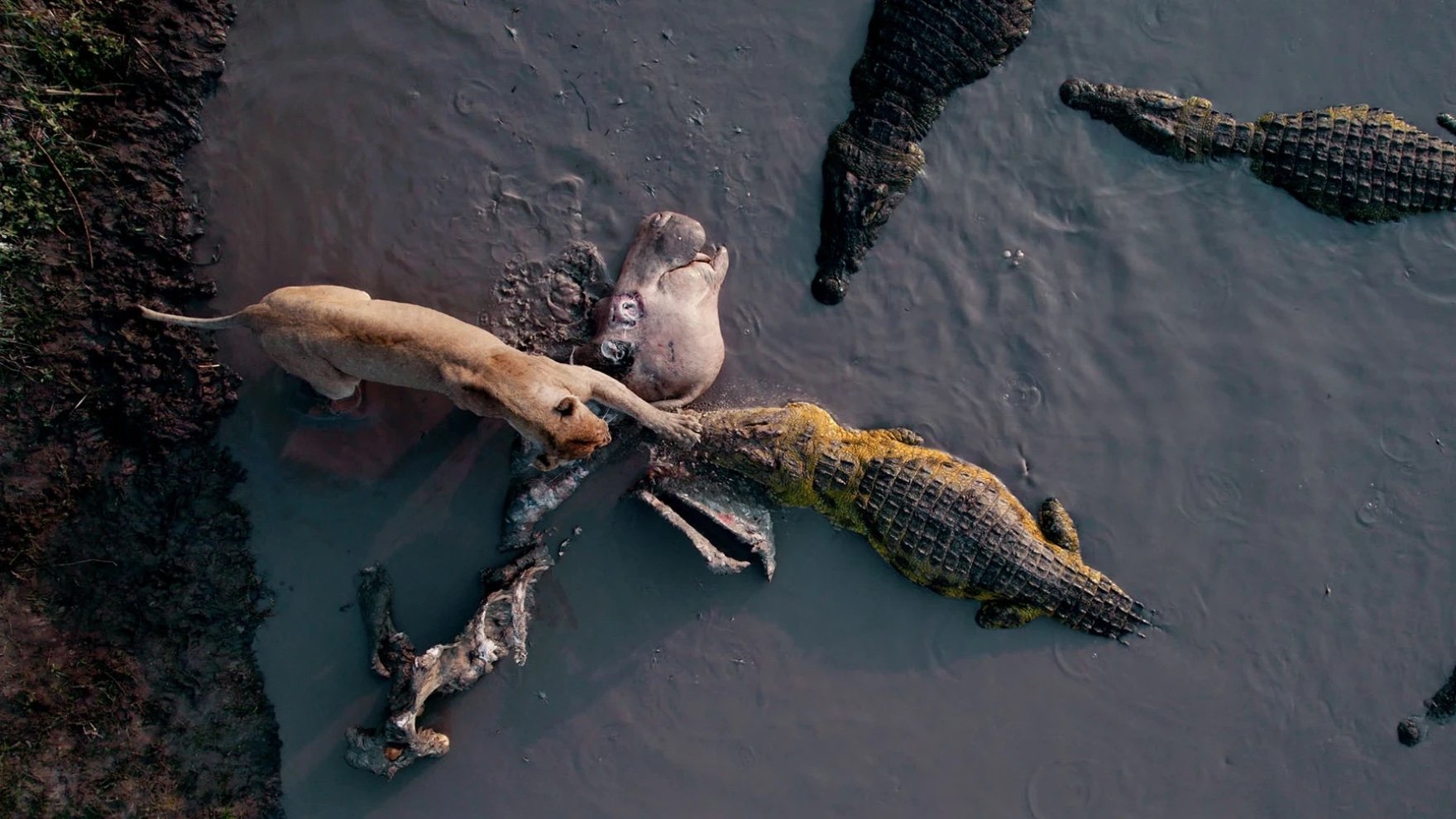 Katavi Africa's Fallen Paradise Background