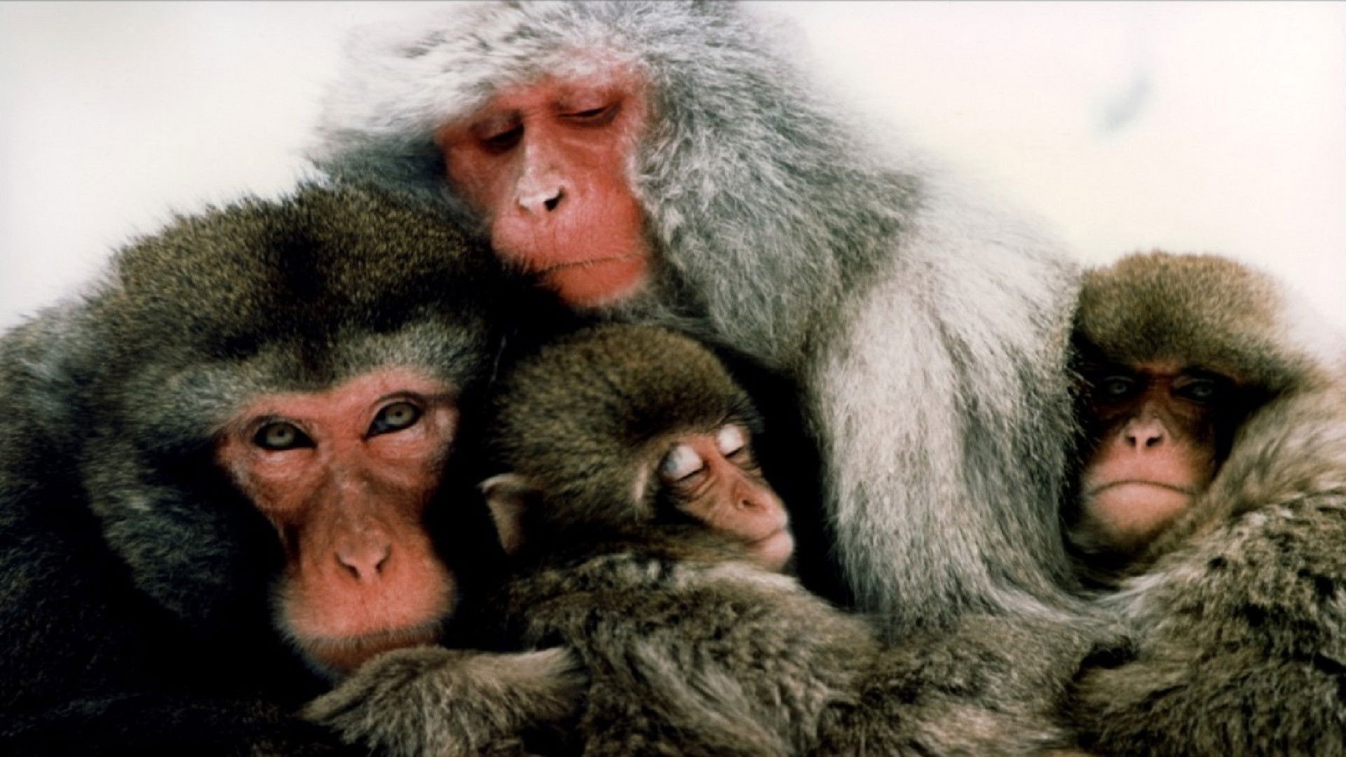 The Monkey Folk Background