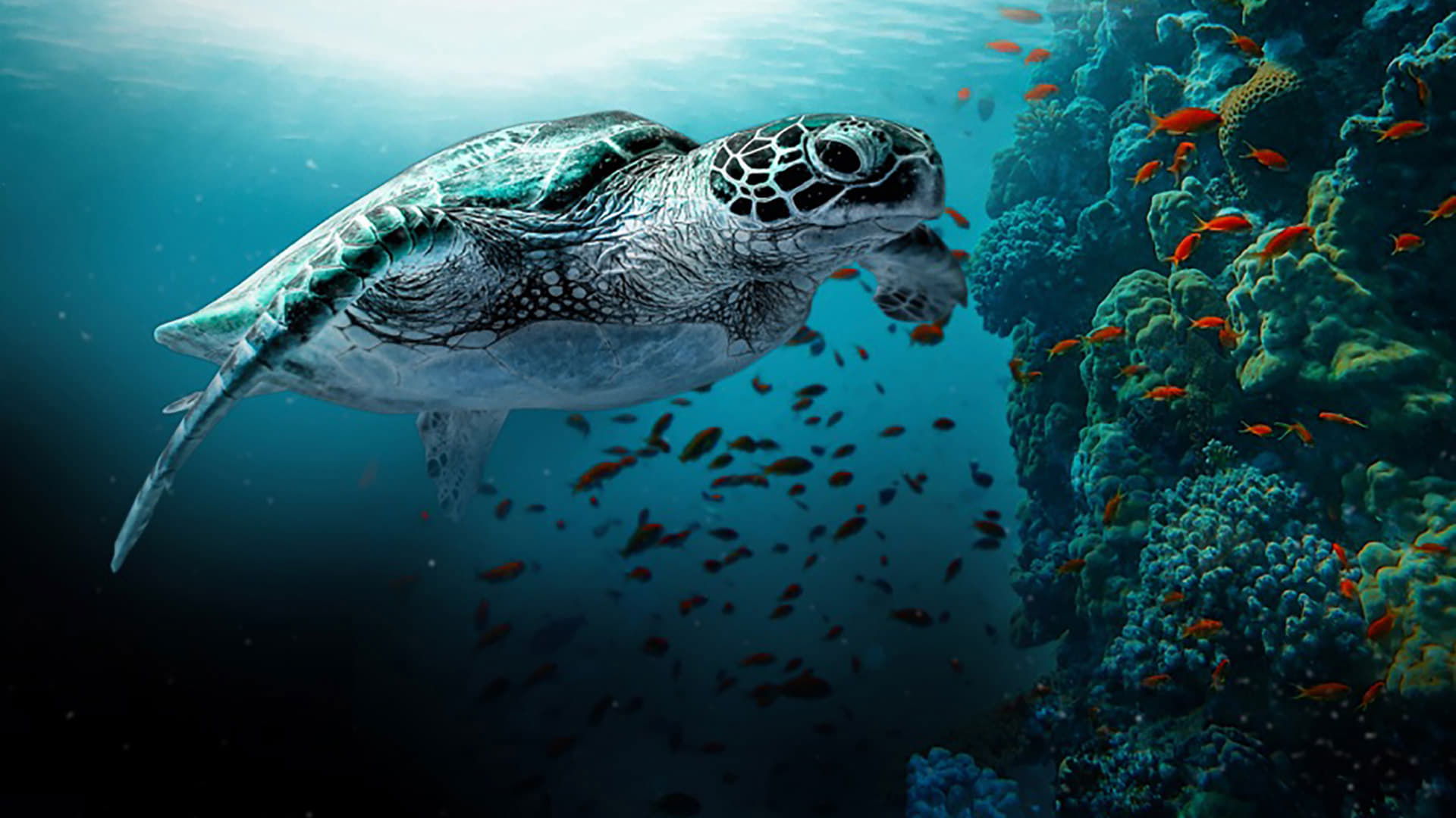 The Great Barrier Reef: A Living Treasure Background