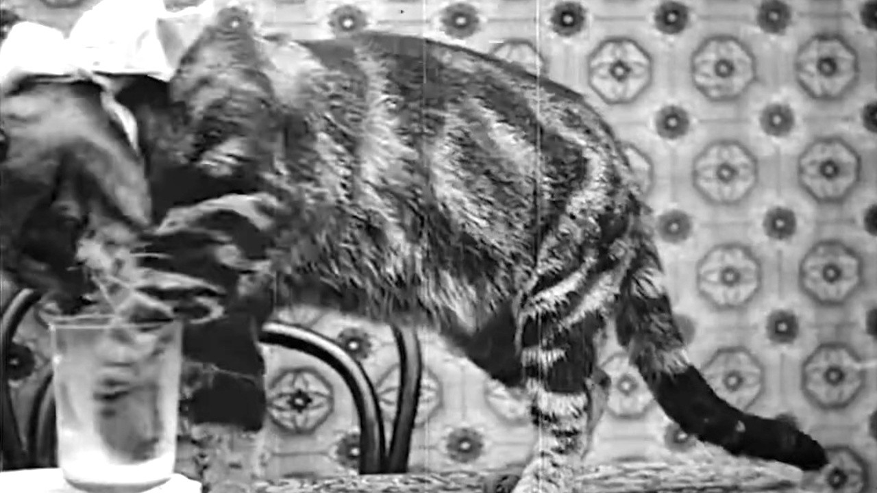 Pussy's Breakfast Background