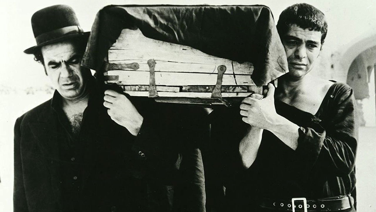 Wood Pigeon Background