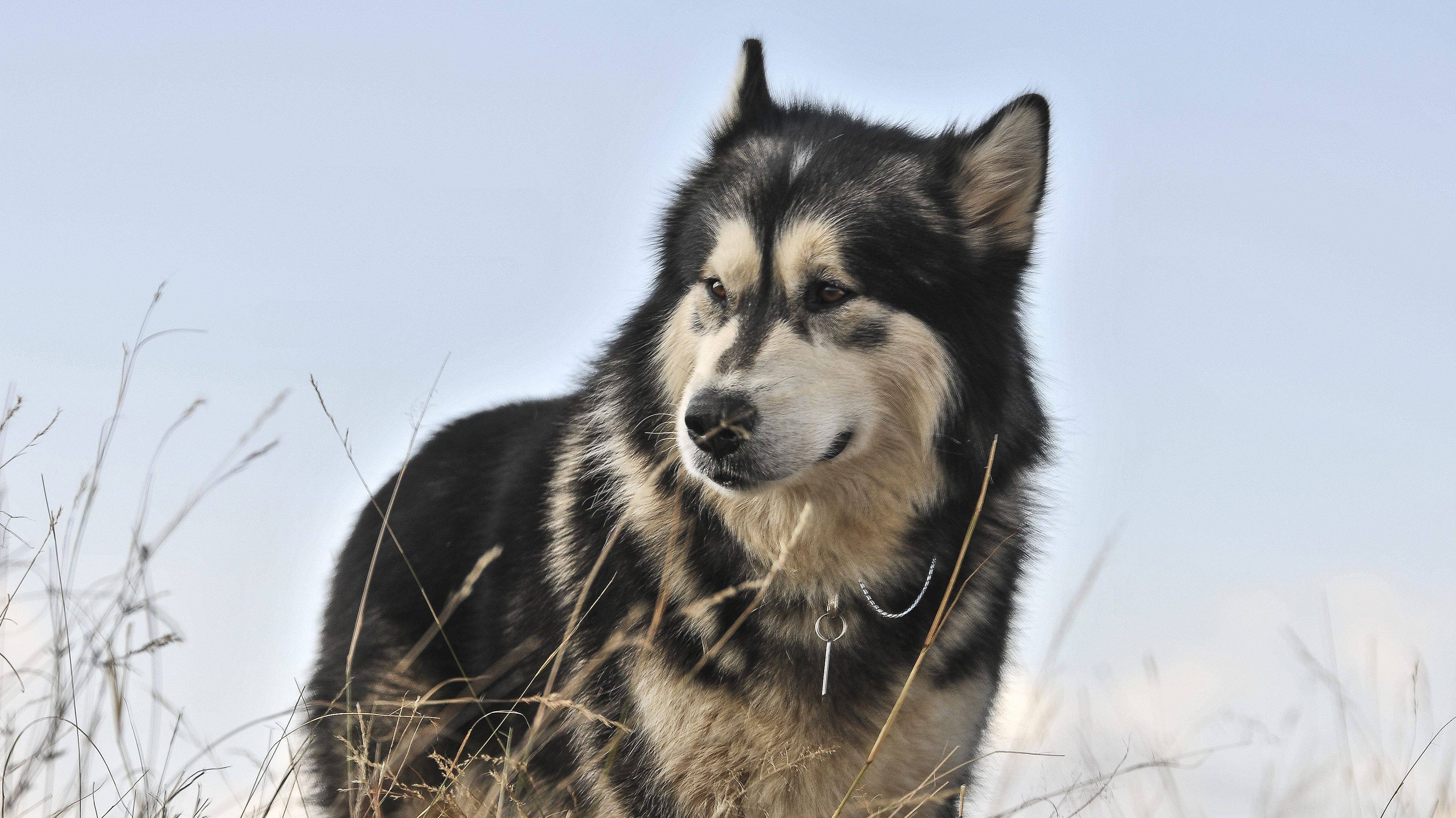 Against the Wild II: Survive the Serengeti Background