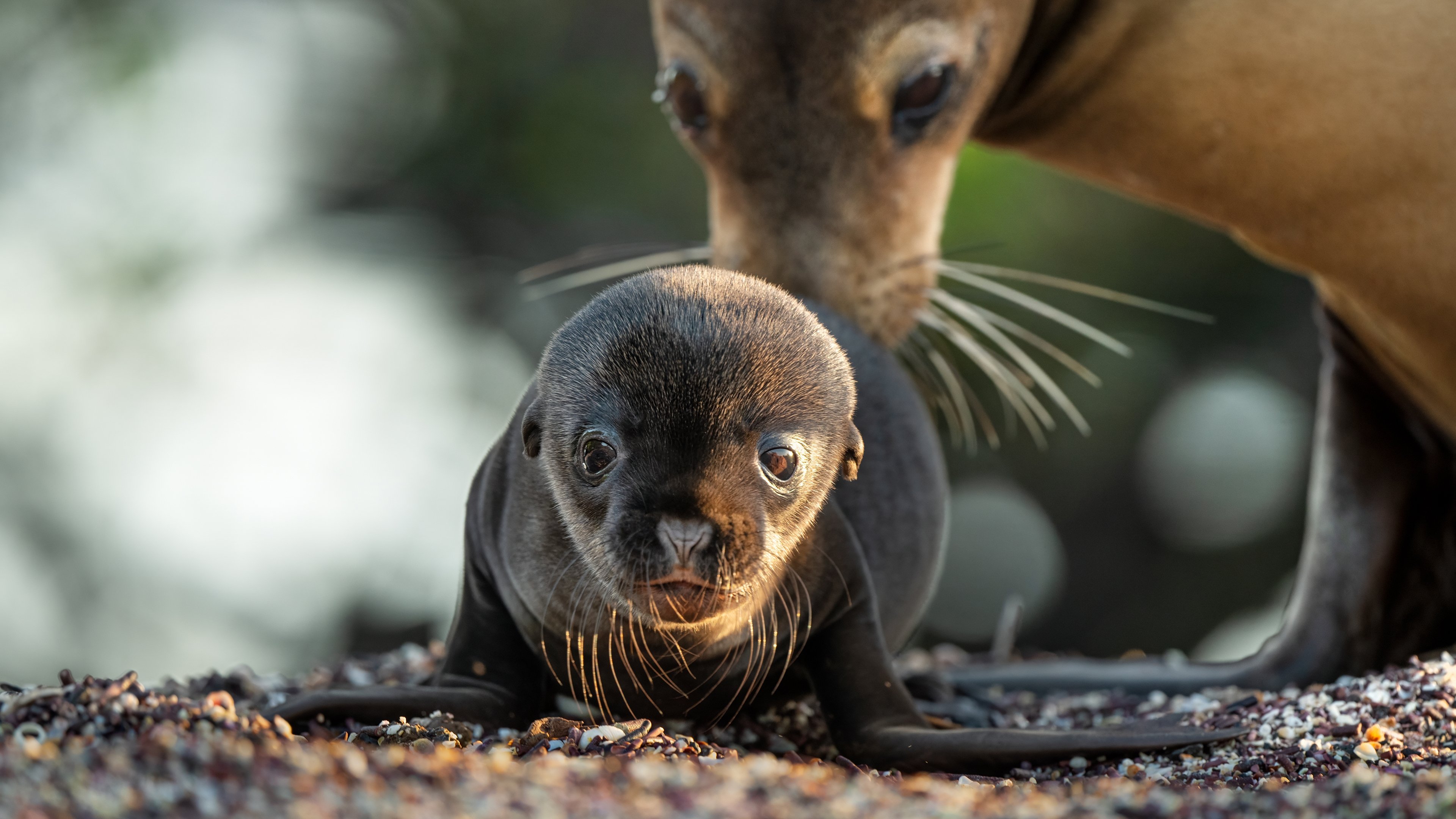 Sea Lions of the Galapagos Background
