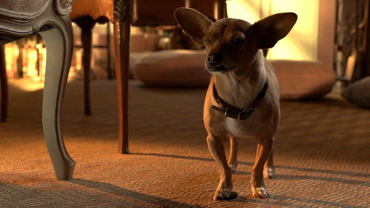 Beverly Hills Chihuahua 3: Viva la Fiesta! Background