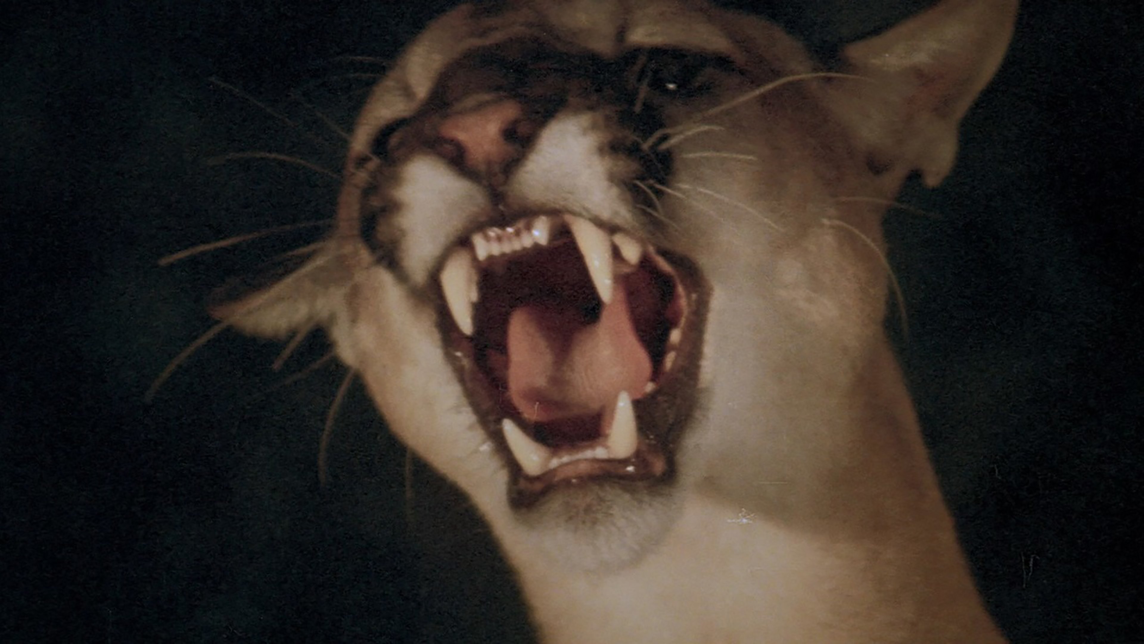 Day of the Animals Background