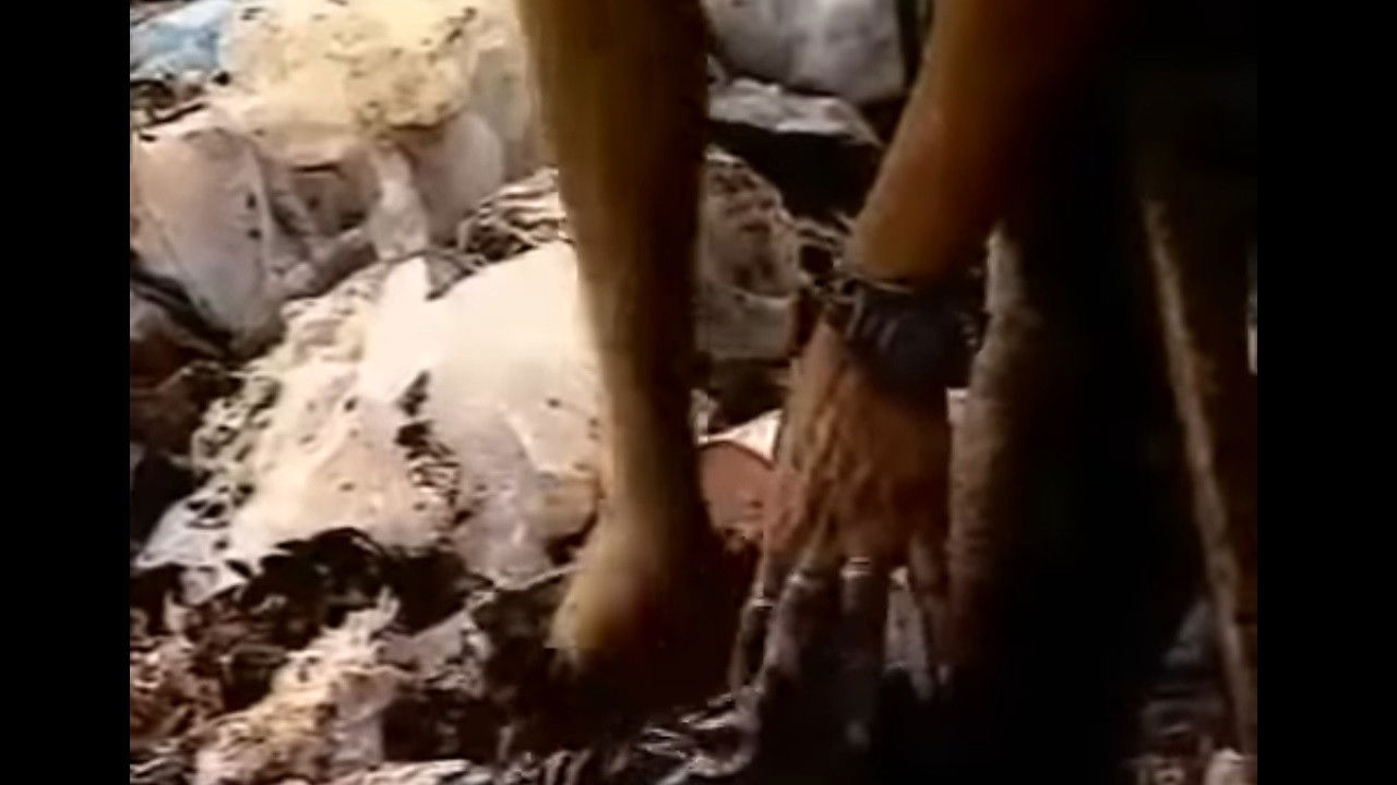 The Scavengers Background