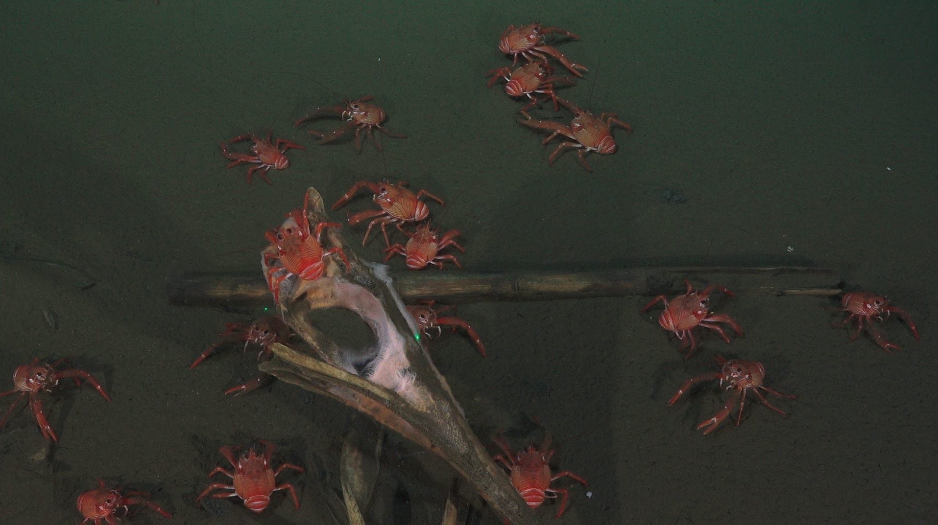 Aphotic Zone Background