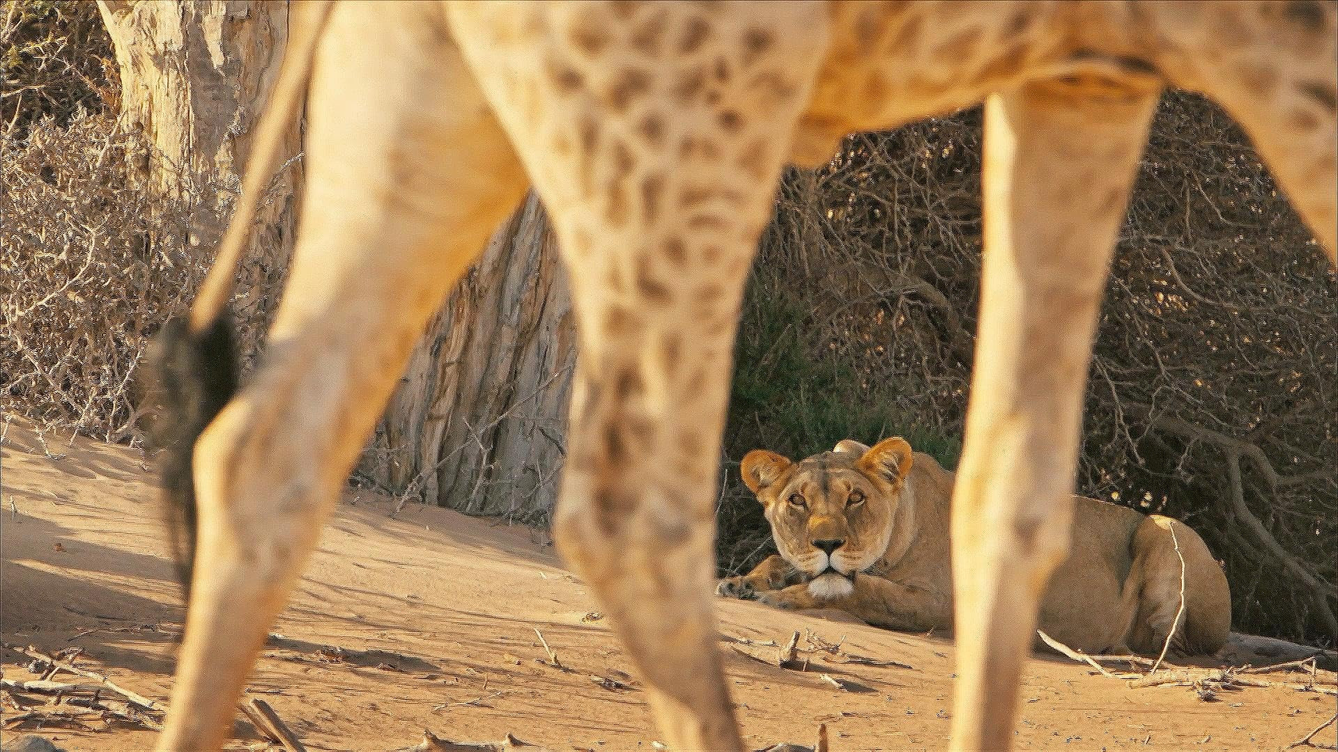 Lions of the Skeleton Coast Background