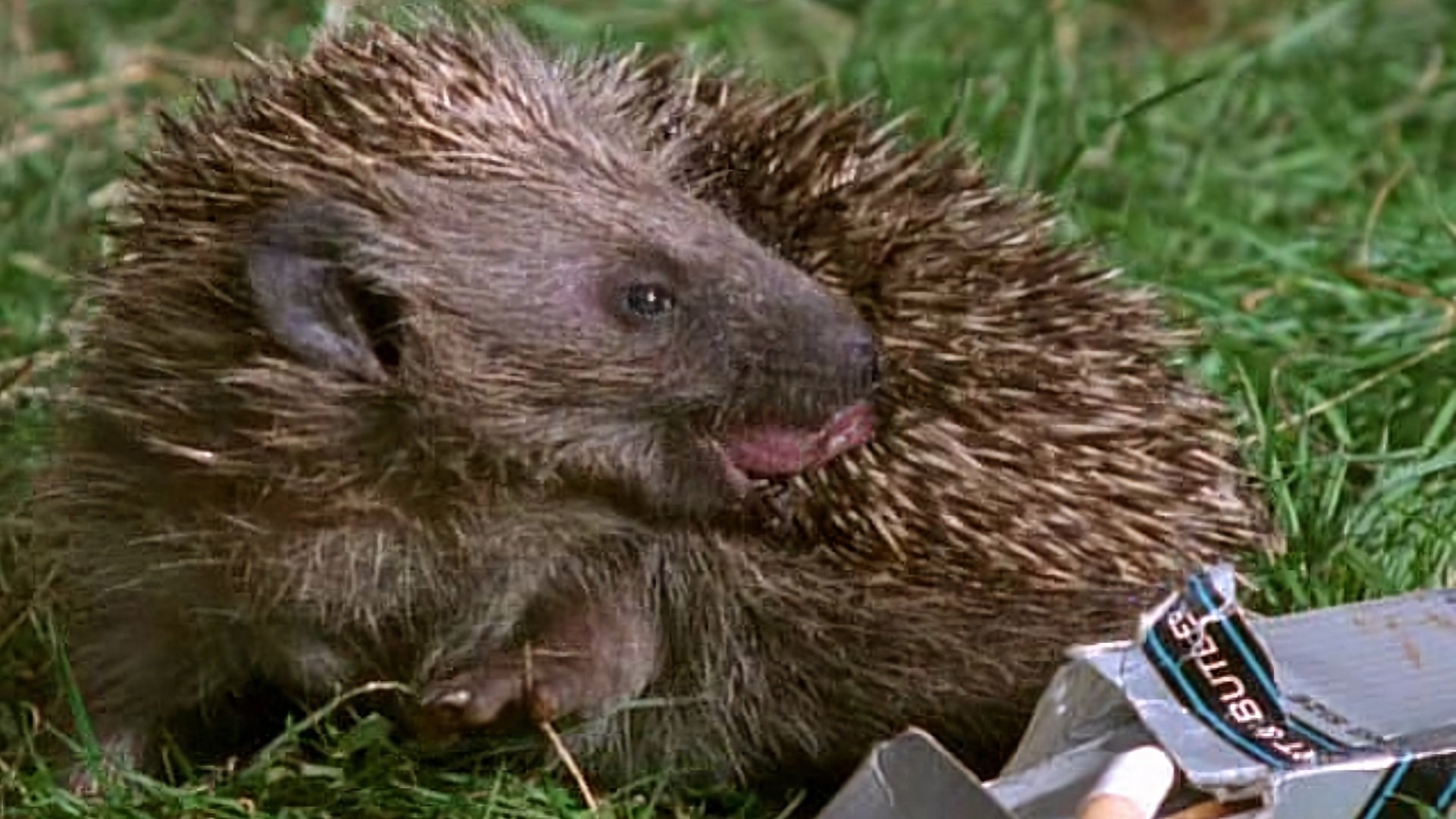 Weird Nature Background