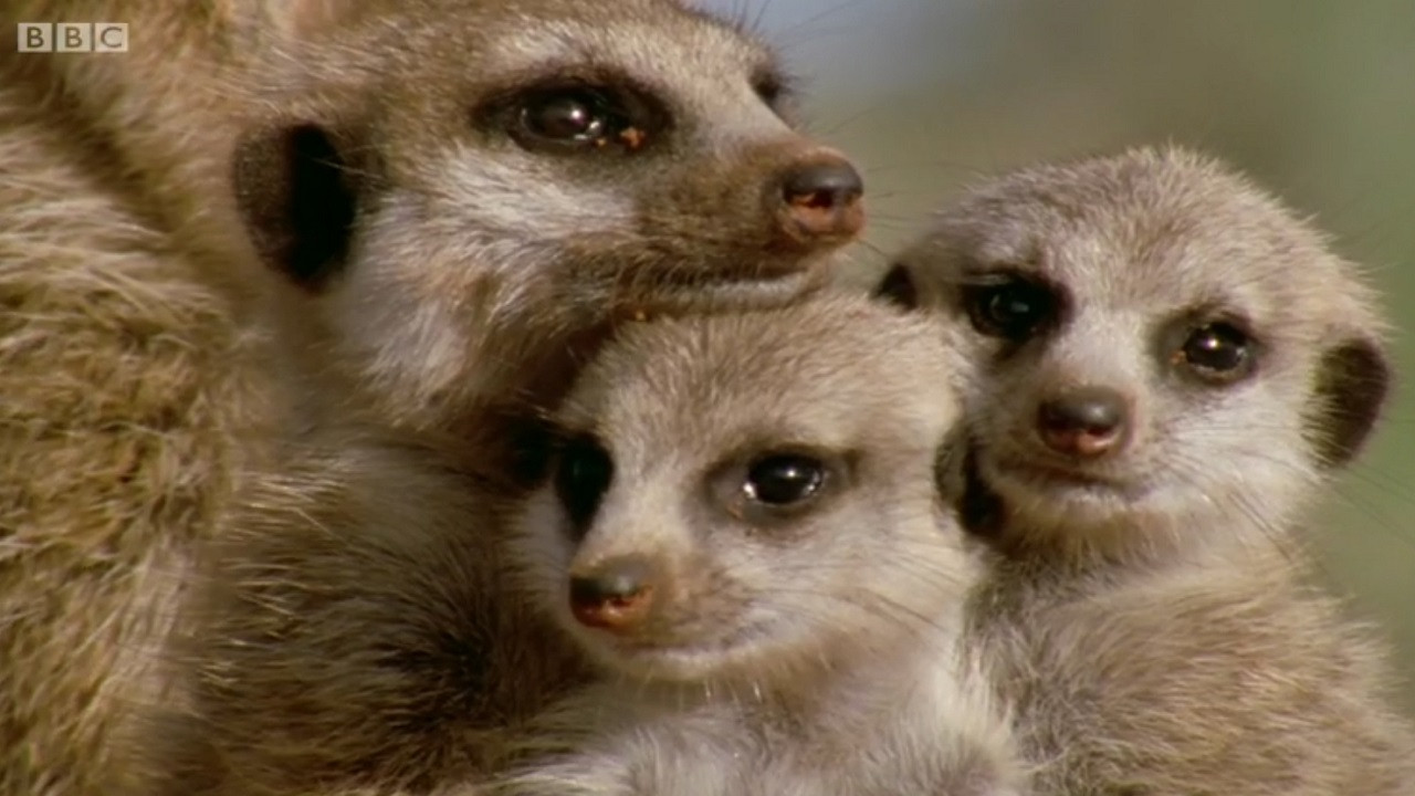 Animal Super Parents Background