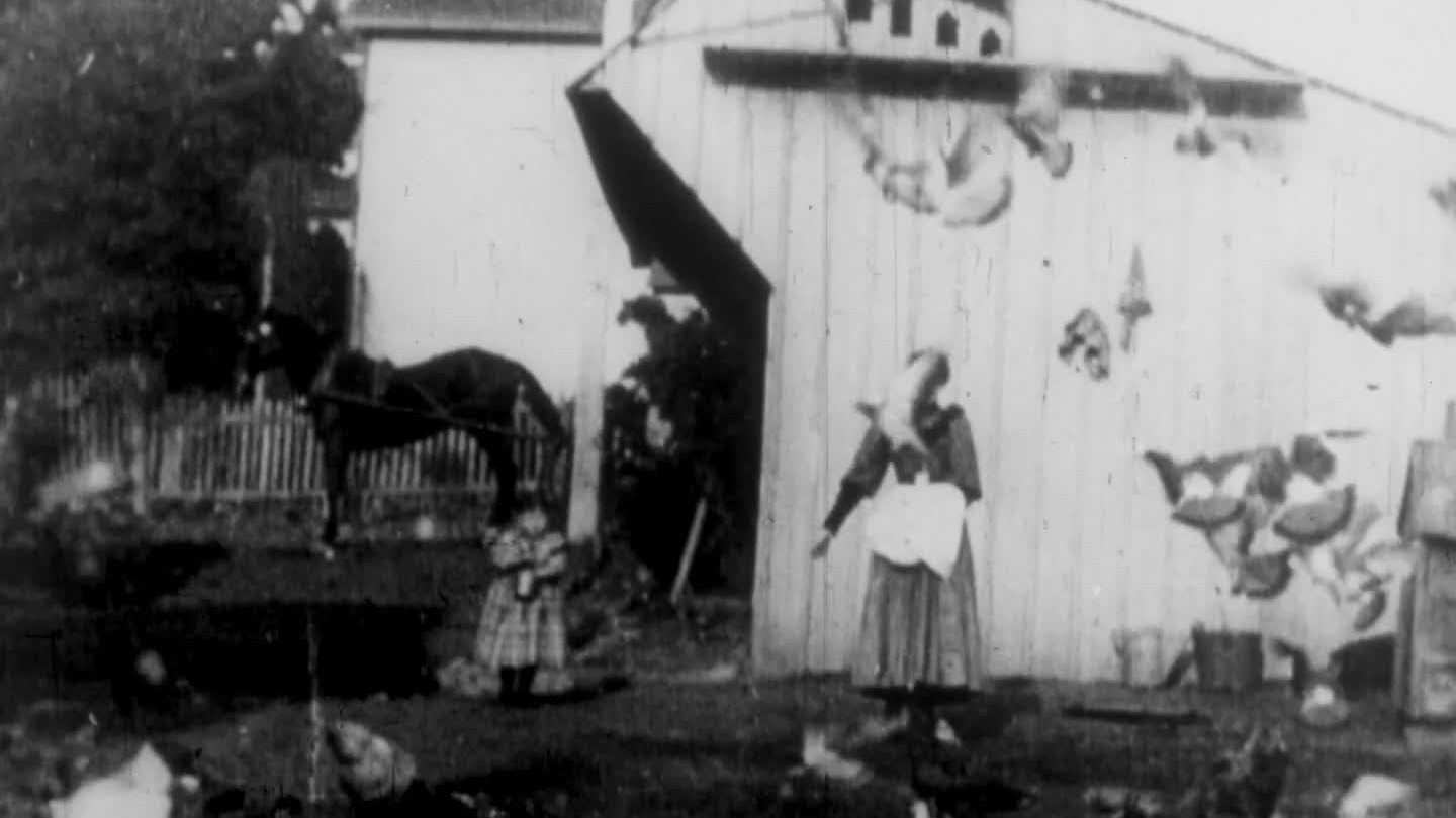 Feeding the Doves Background