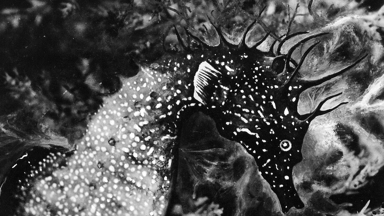 The Sea Horse Background