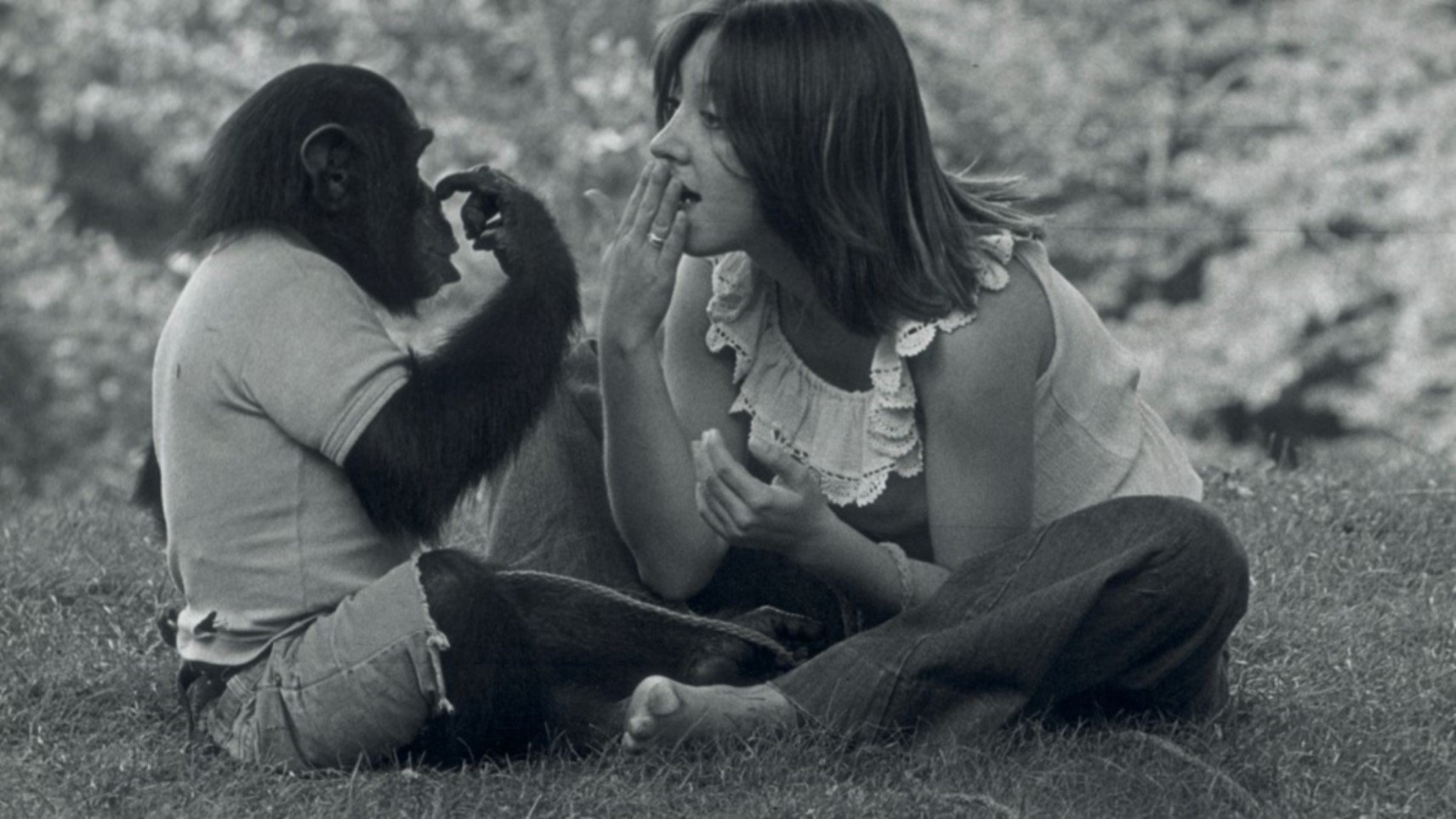 Project Nim Background