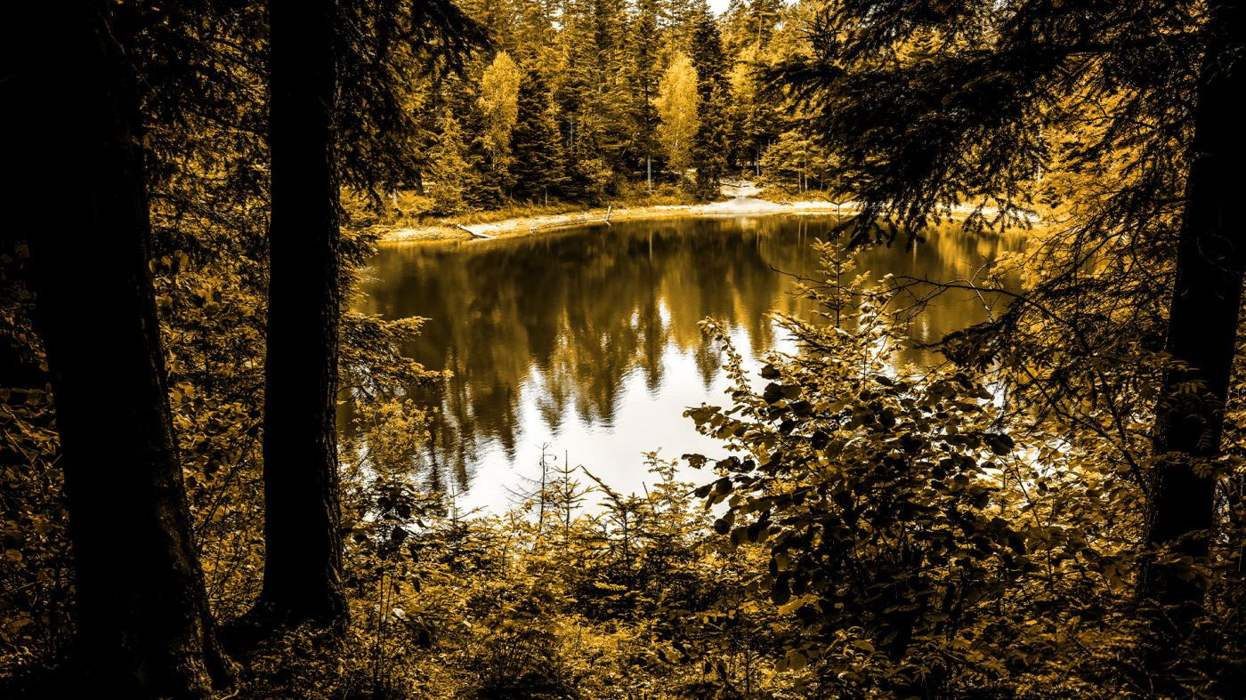 Saga Prastarej Puszczy Background