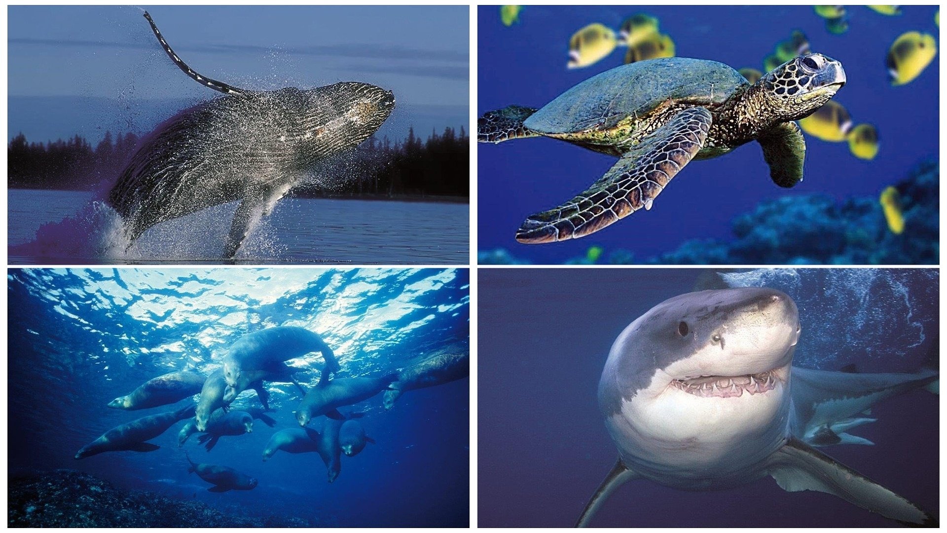 Discover Planet Ocean Background