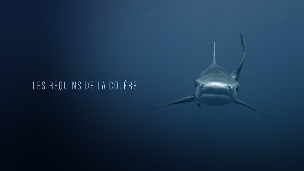 Les Requins de la Colère Background