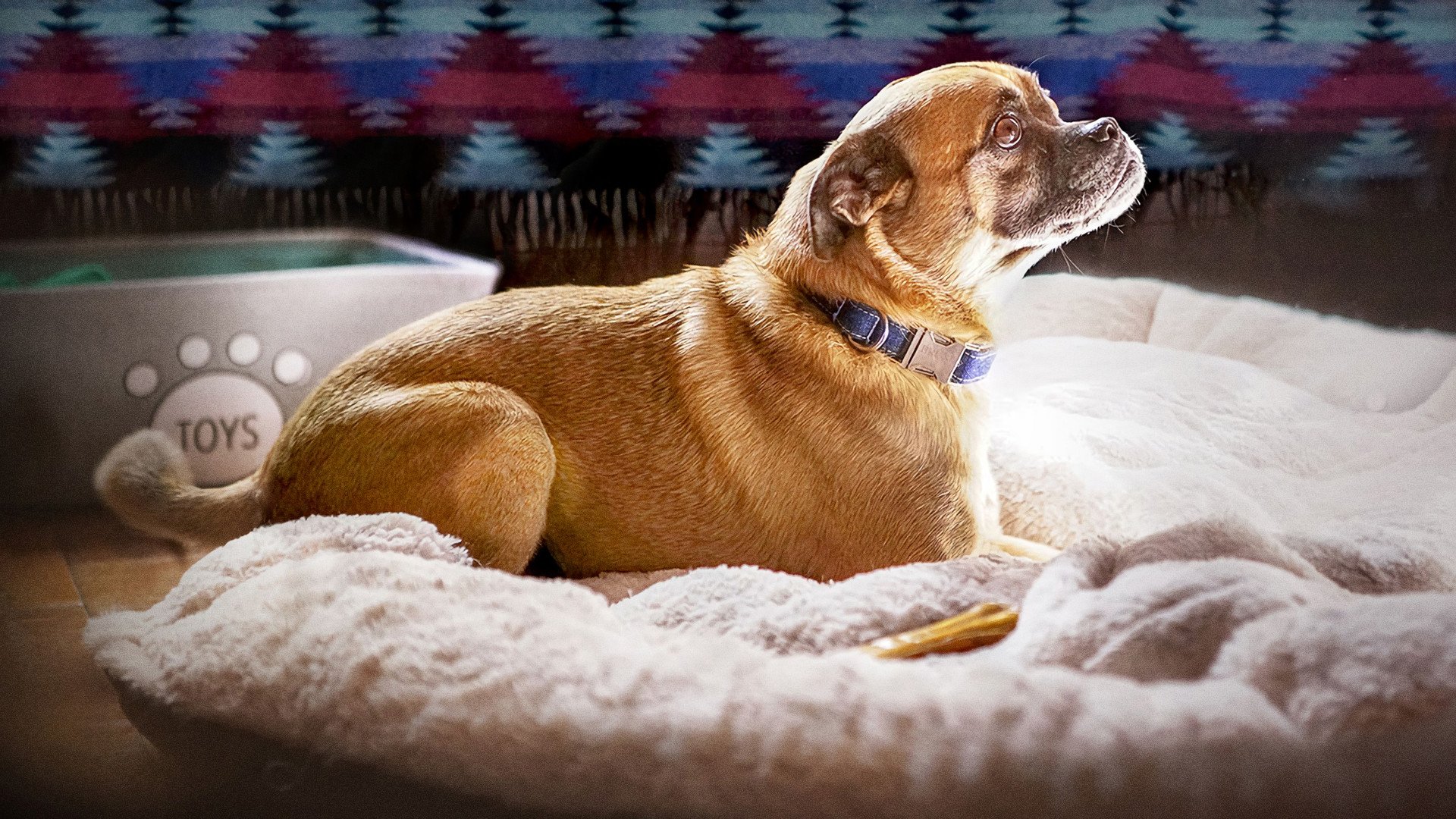 It's Bruno! Background