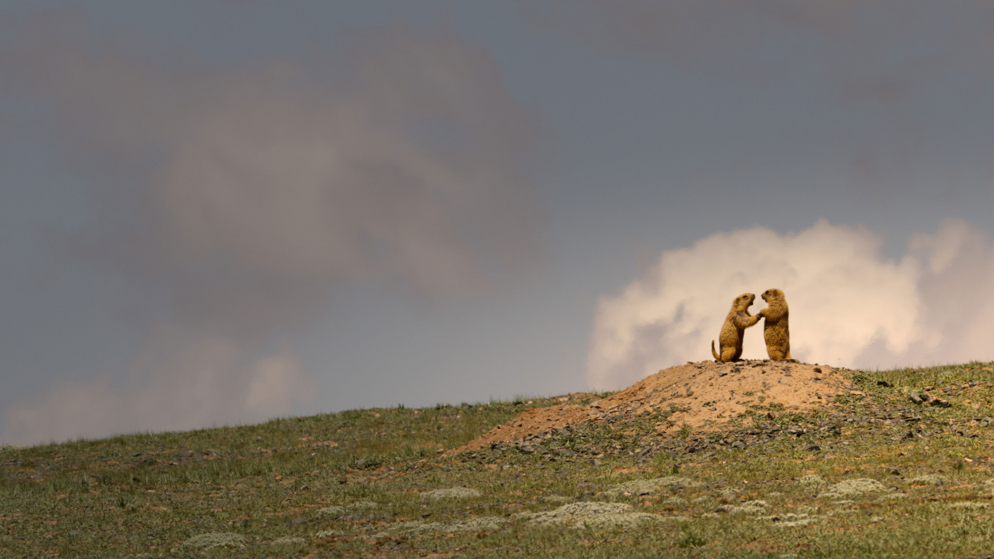 China's Wild Empire Background