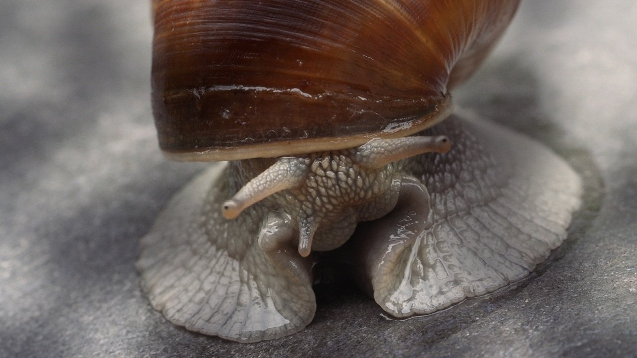 Becoming Animal Background