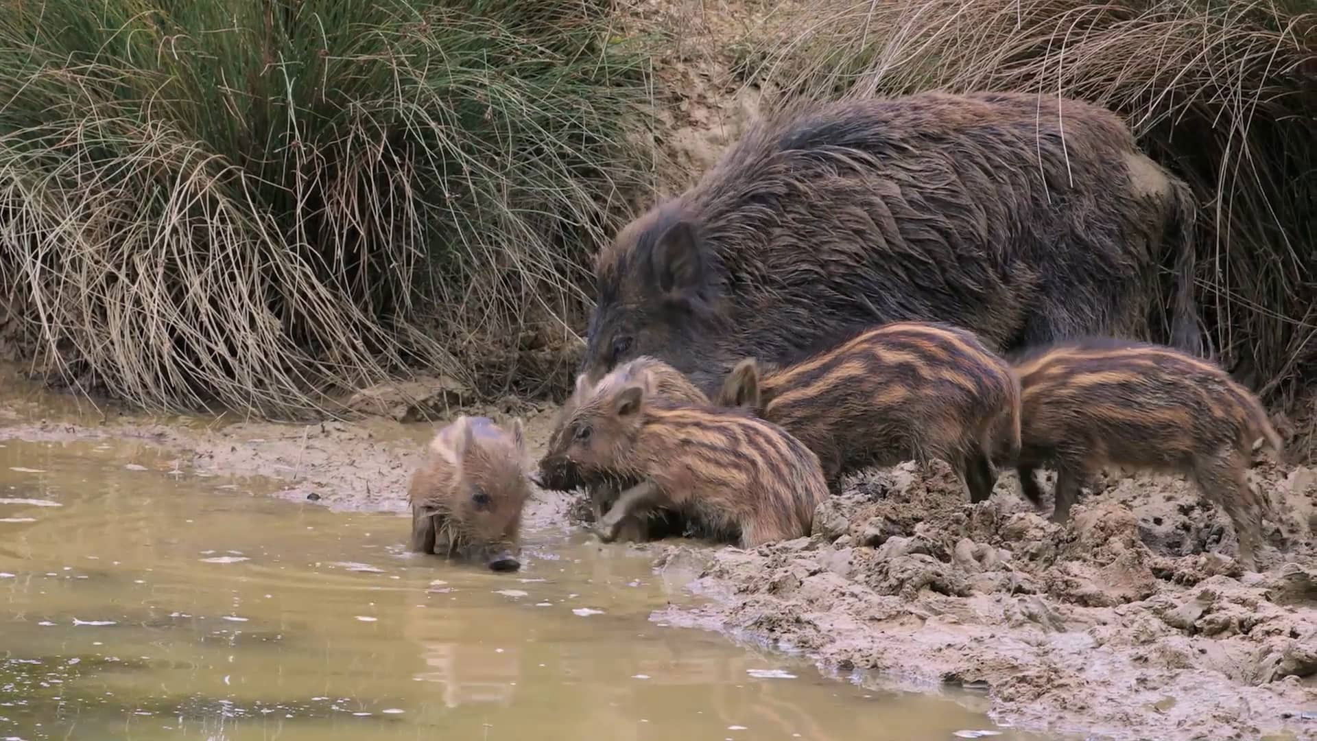 Crèches sauvages, des bébés dans nos campagnes Background