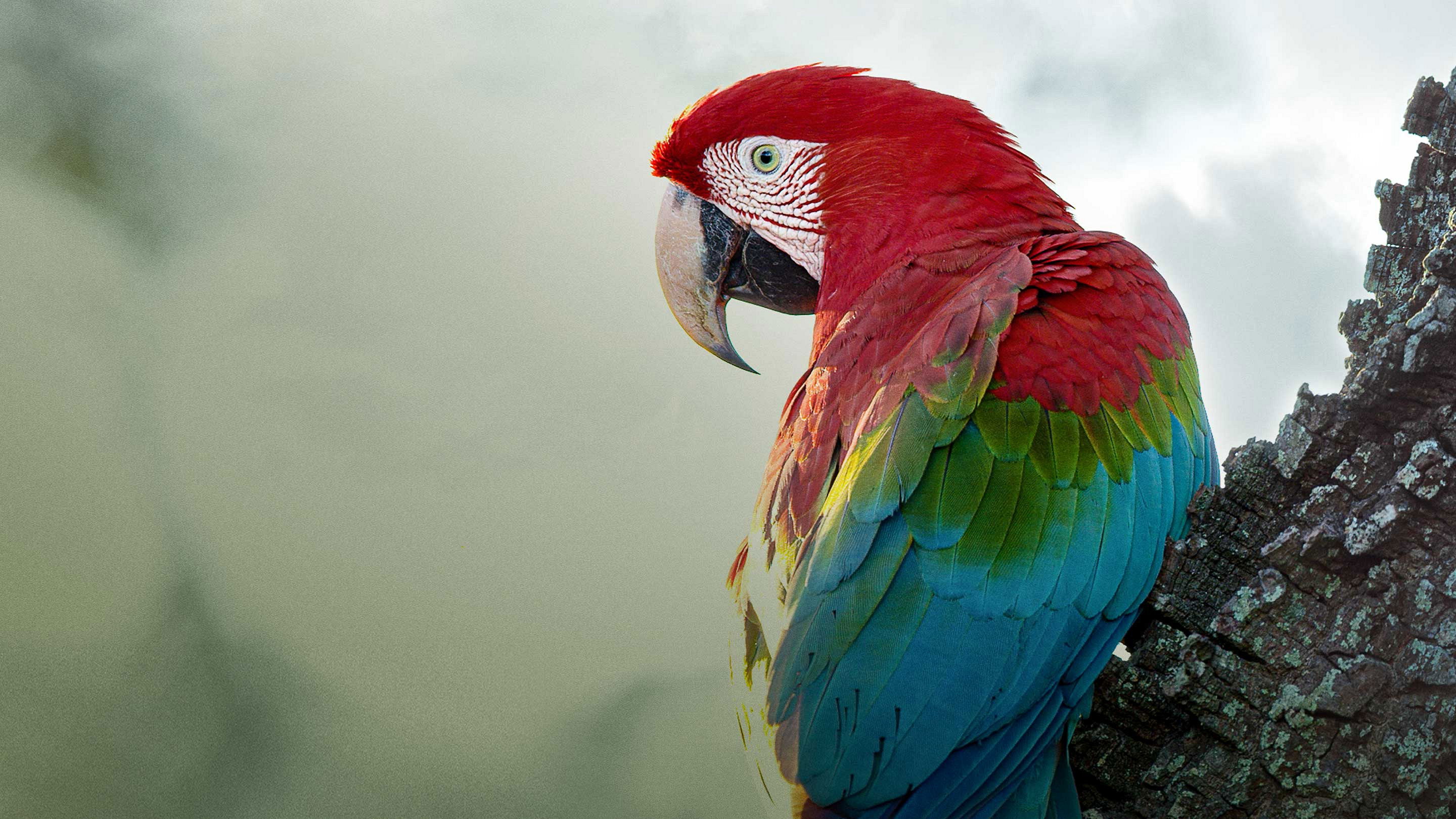 Brazil Untamed Background