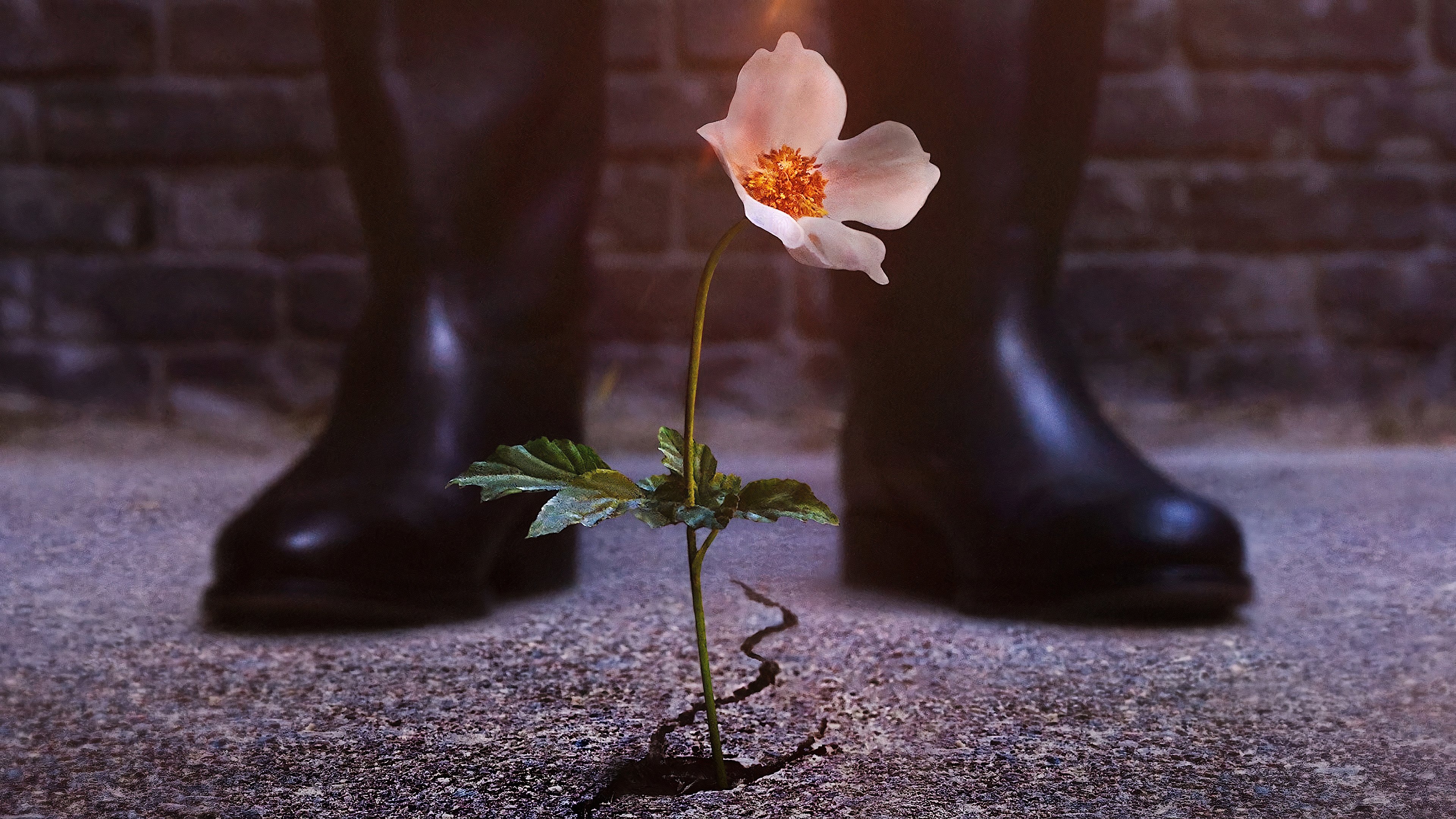 The Man in the High Castle Background