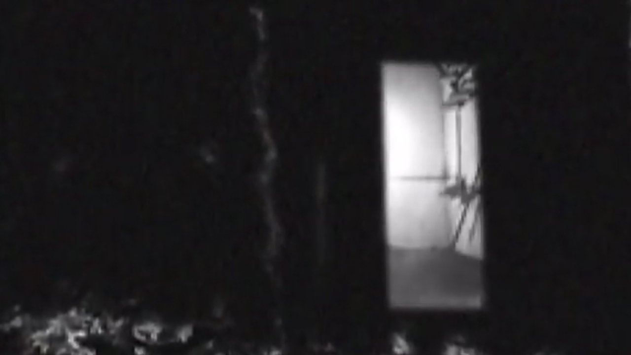 Bug Crawls Background