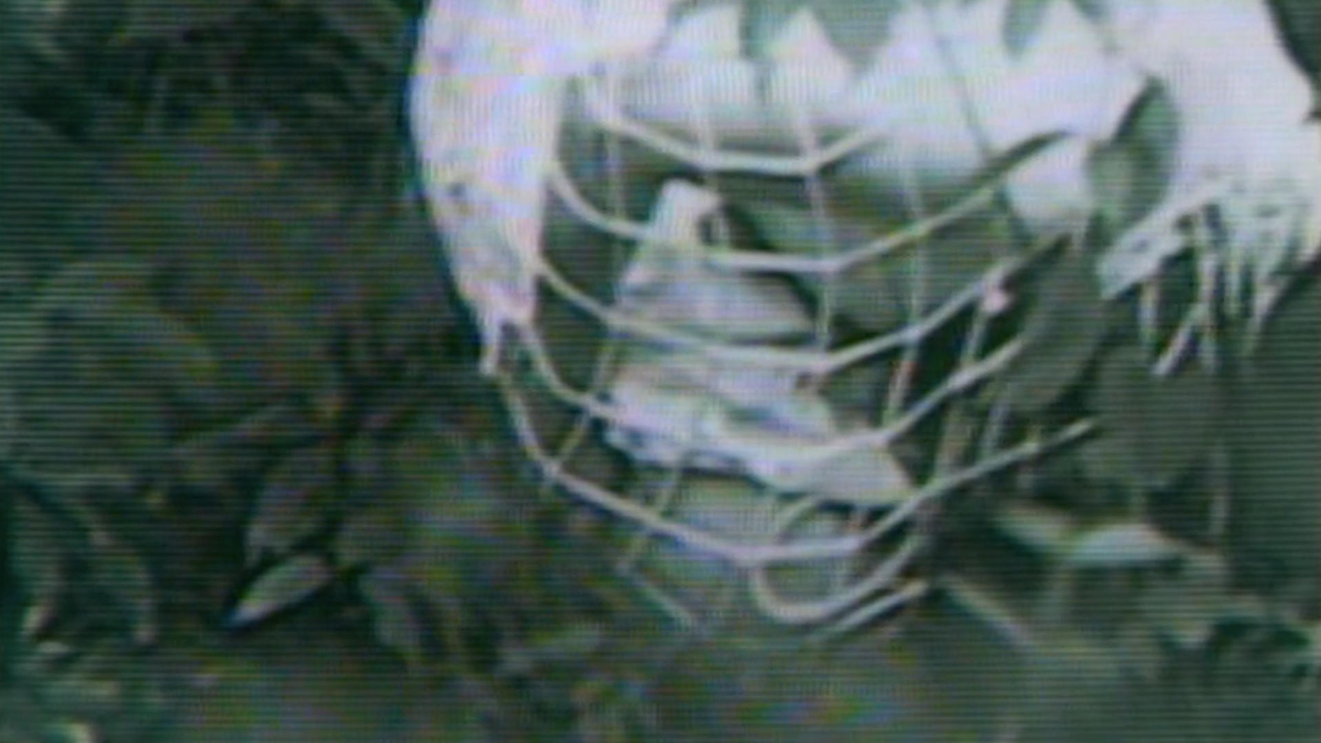 Guinea Pig: Devil's Experiment Background