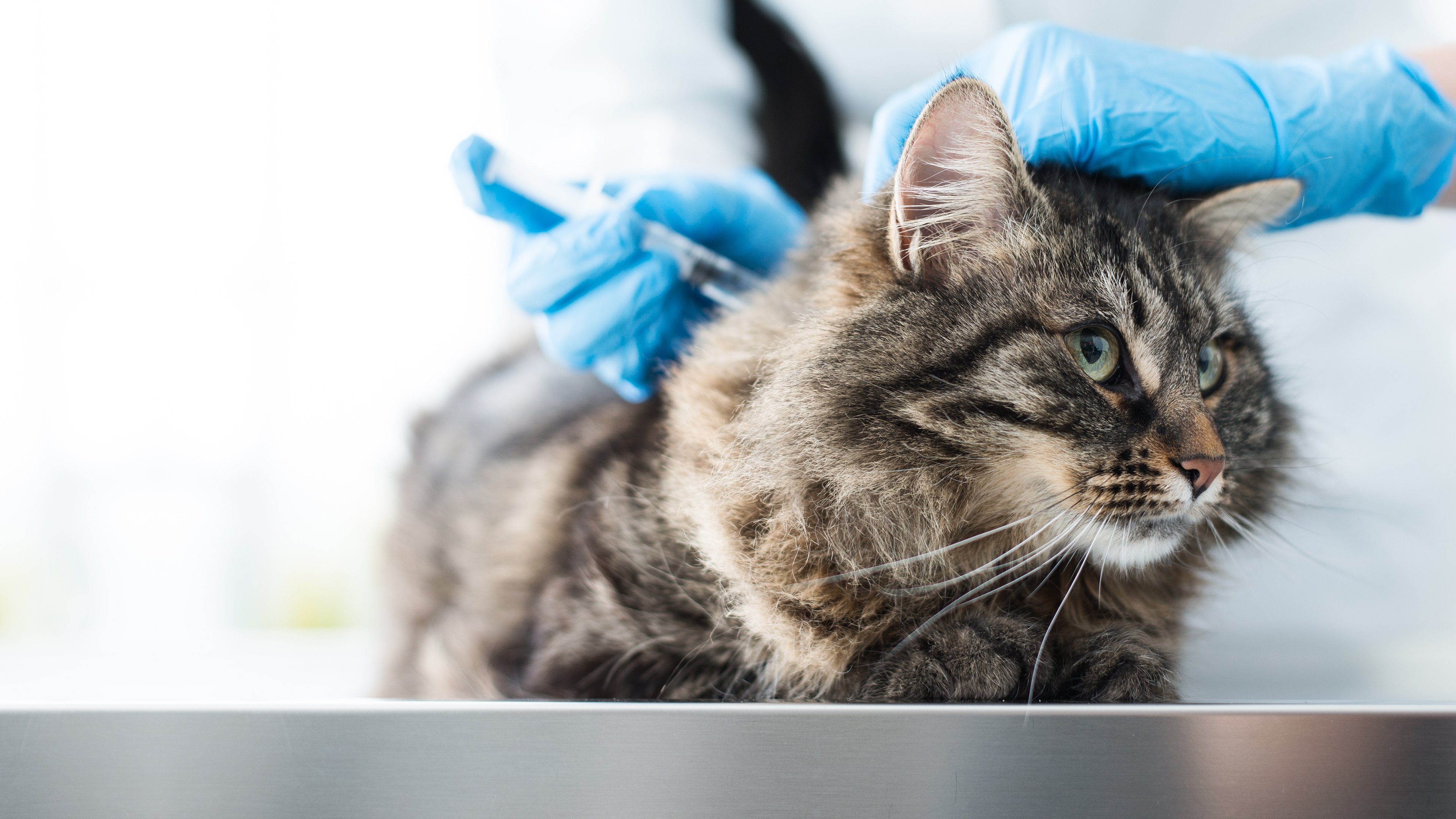 Animal ER Background