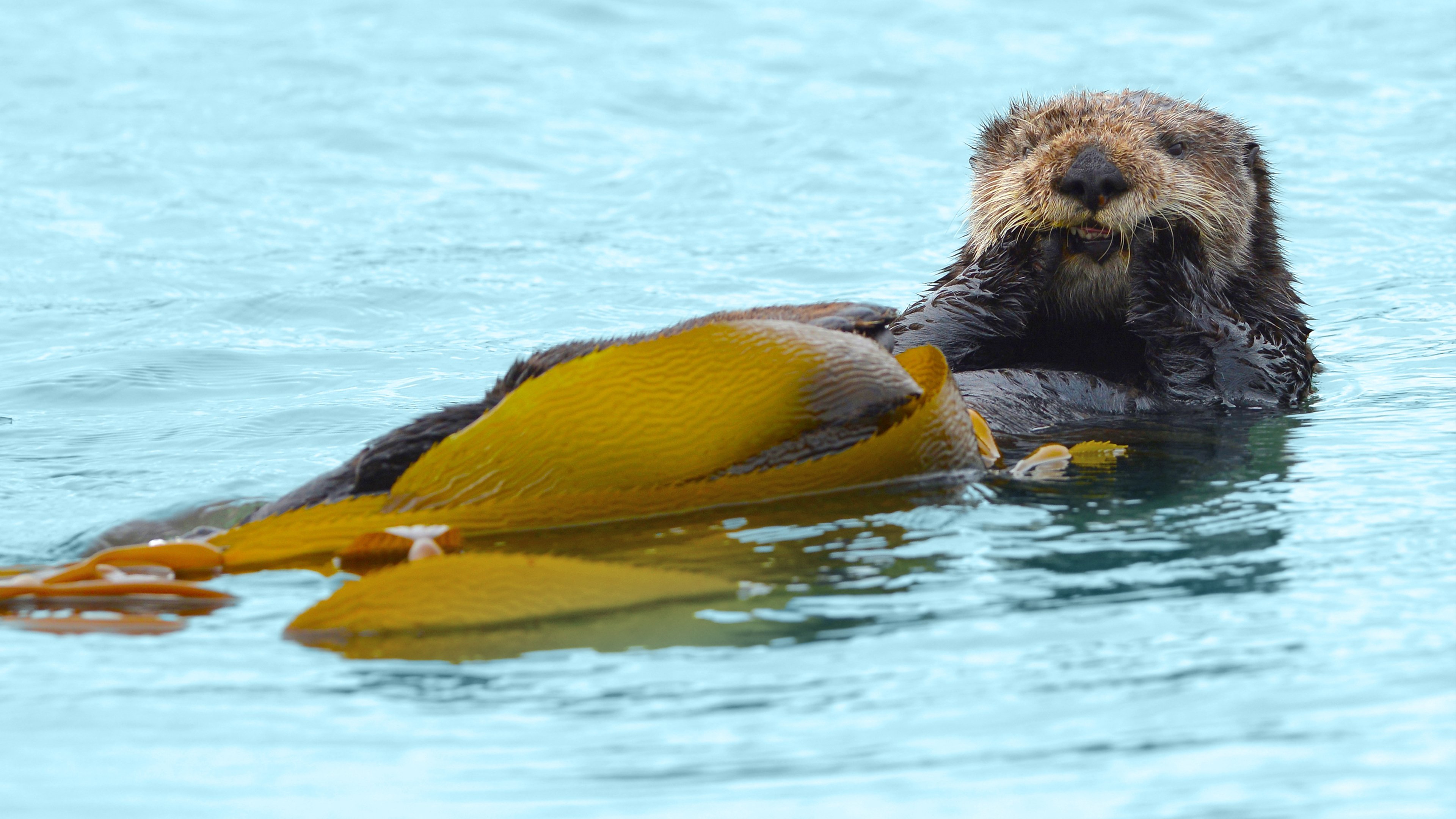 Big Sur: Wild California Background