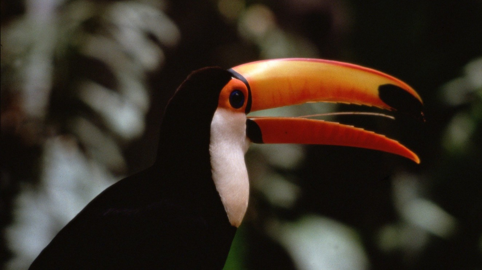 The Life of Birds Background