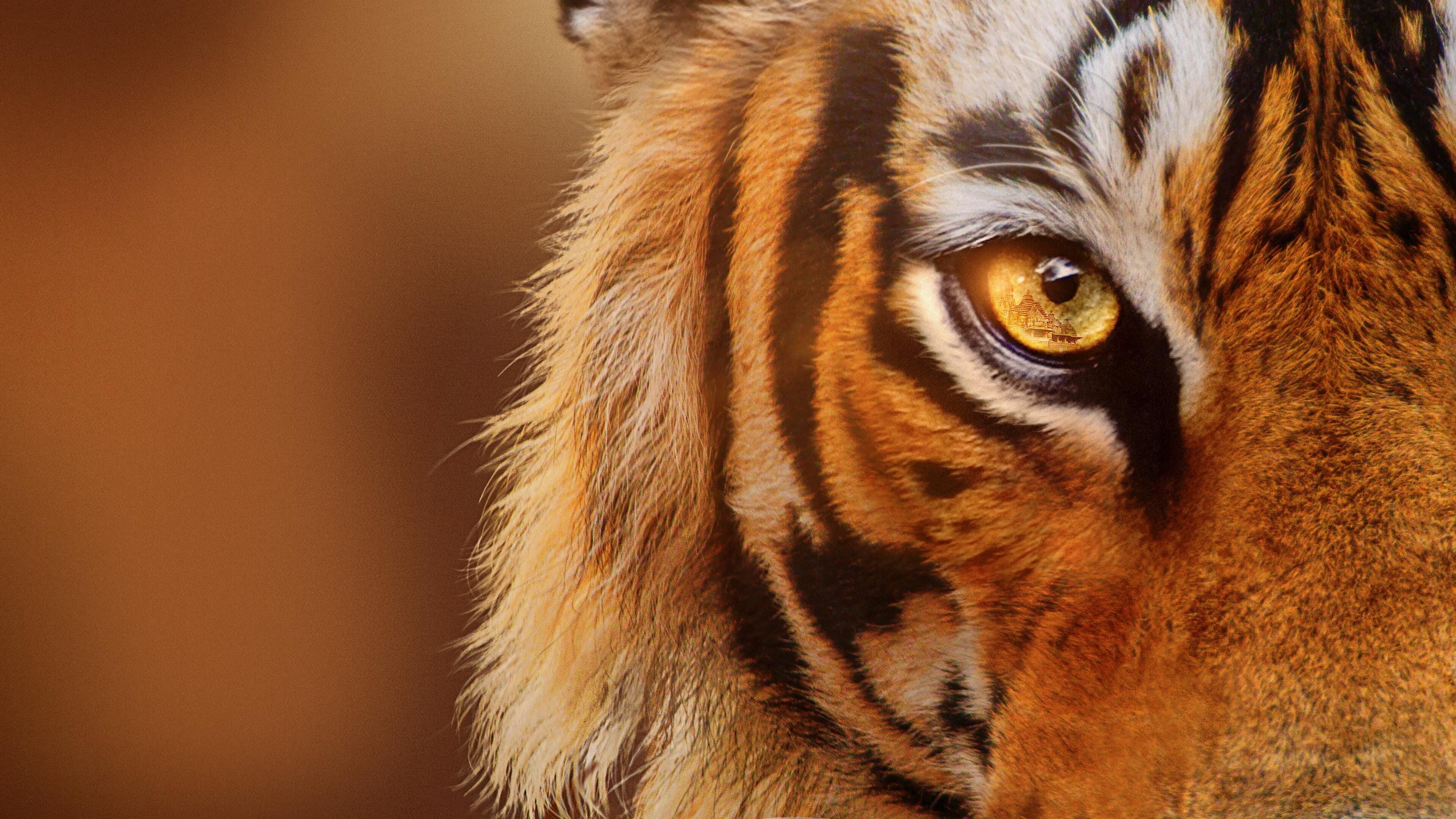 Tigers on the Rise Background