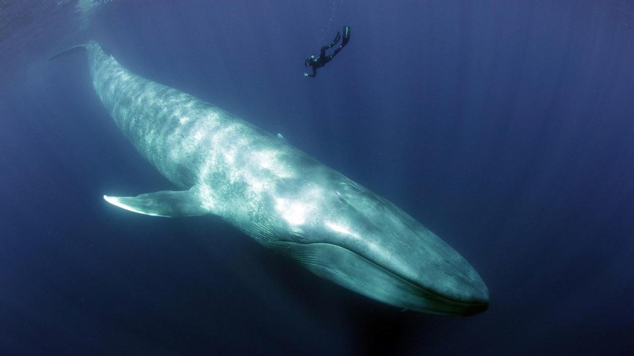 Terra X - Blaues Wunder Pazifik Background